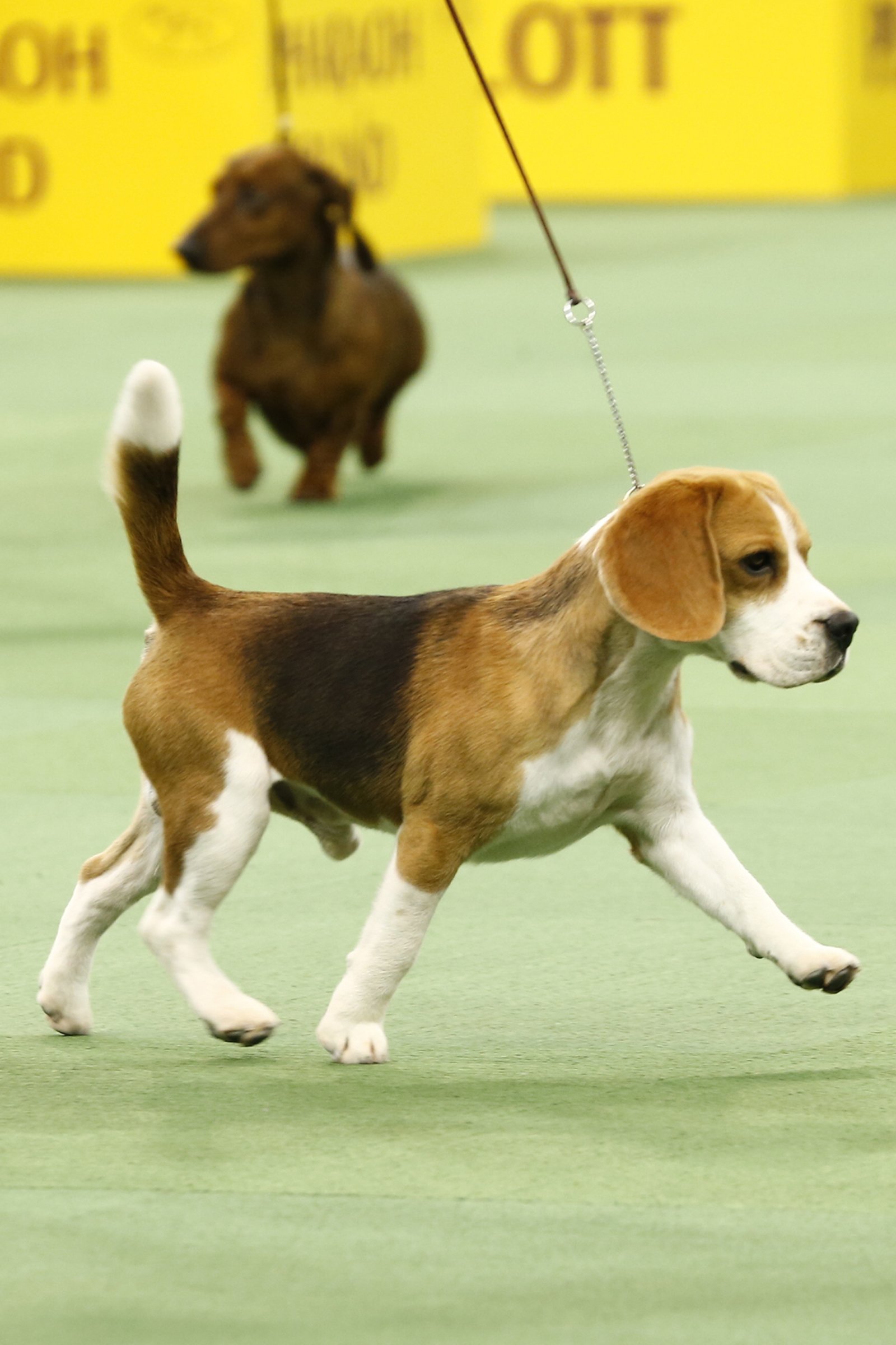 beagle kiállítás