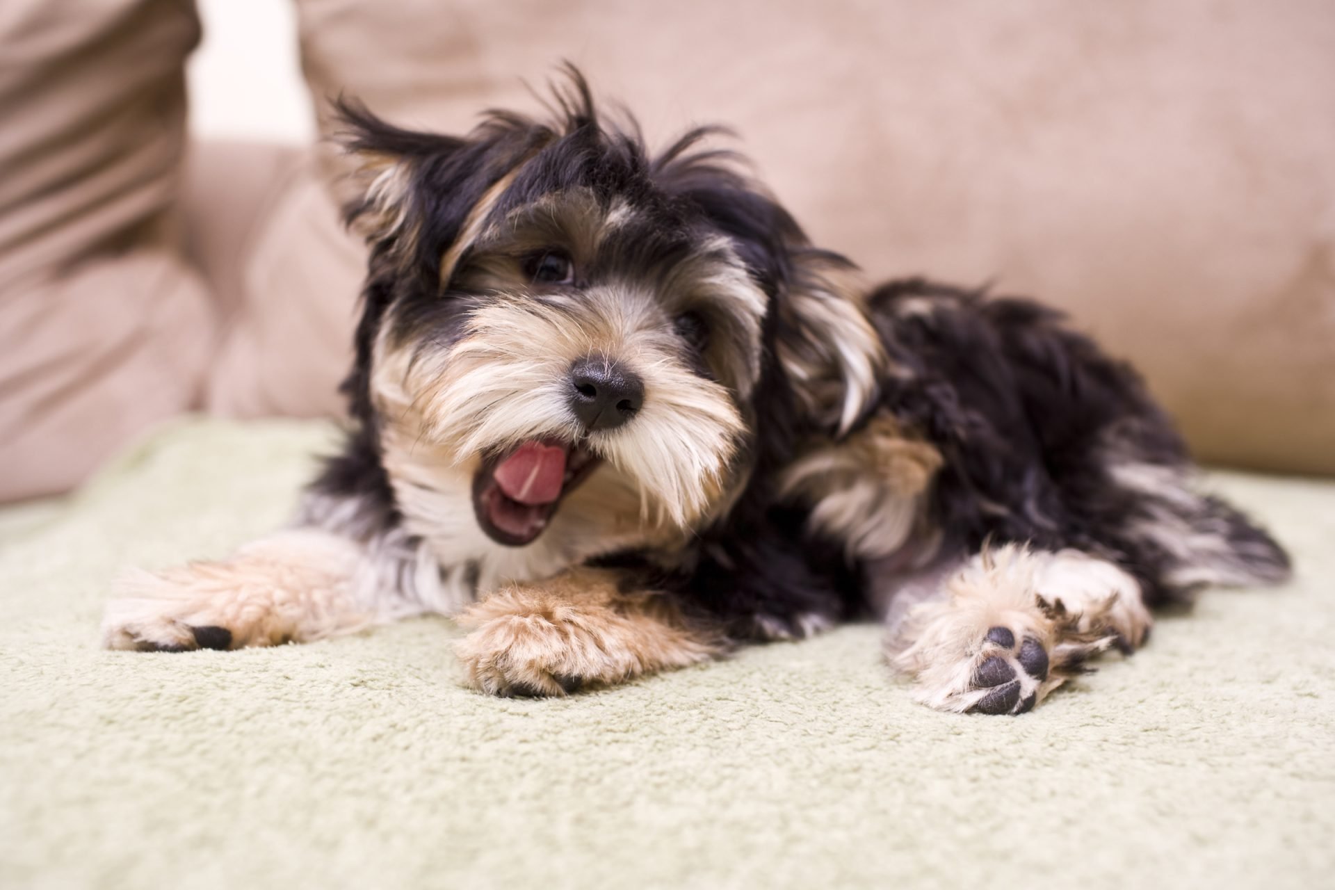 Ásító yorkshire terrier