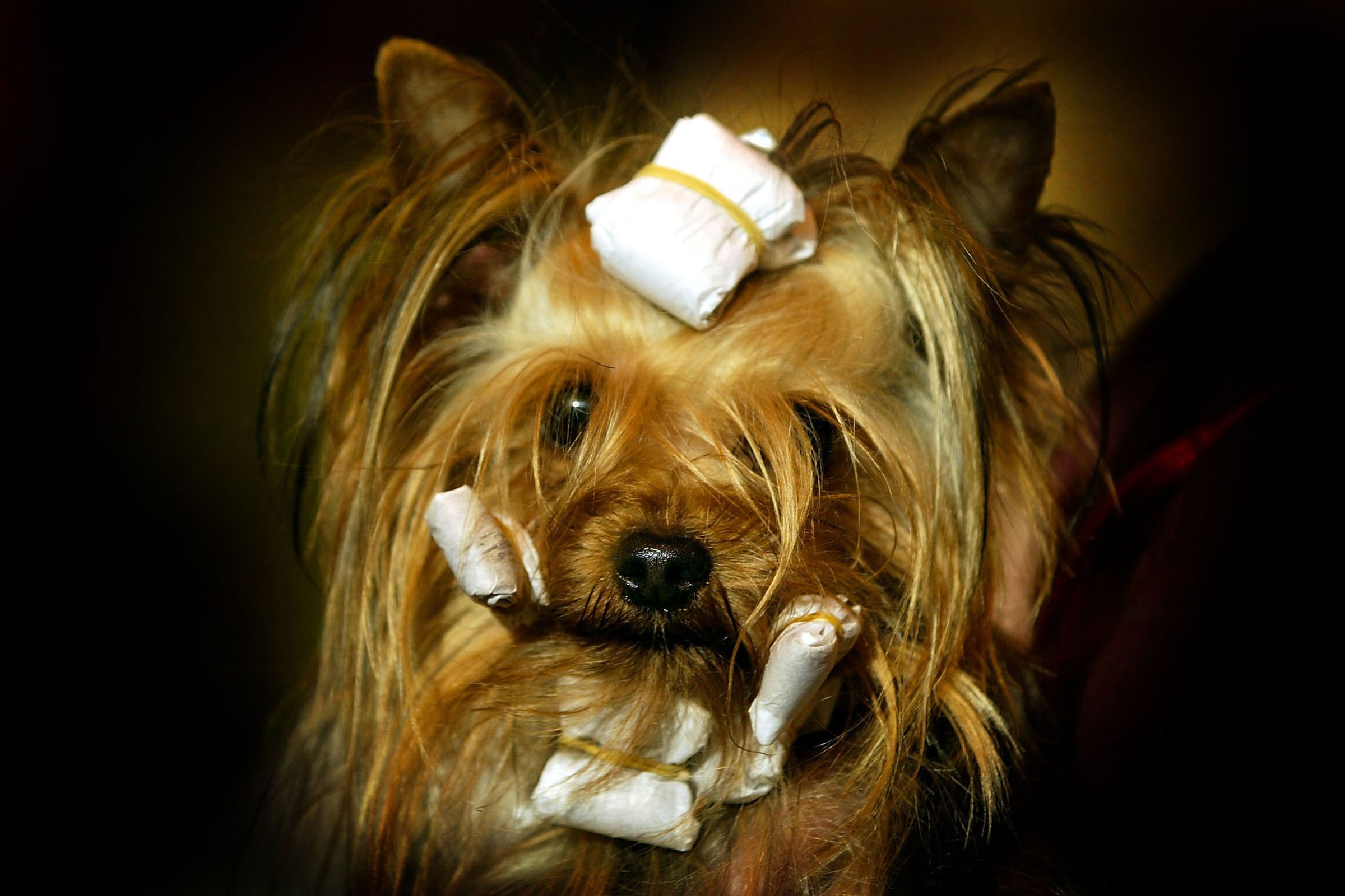 Crufts Dog Show yorkie haj