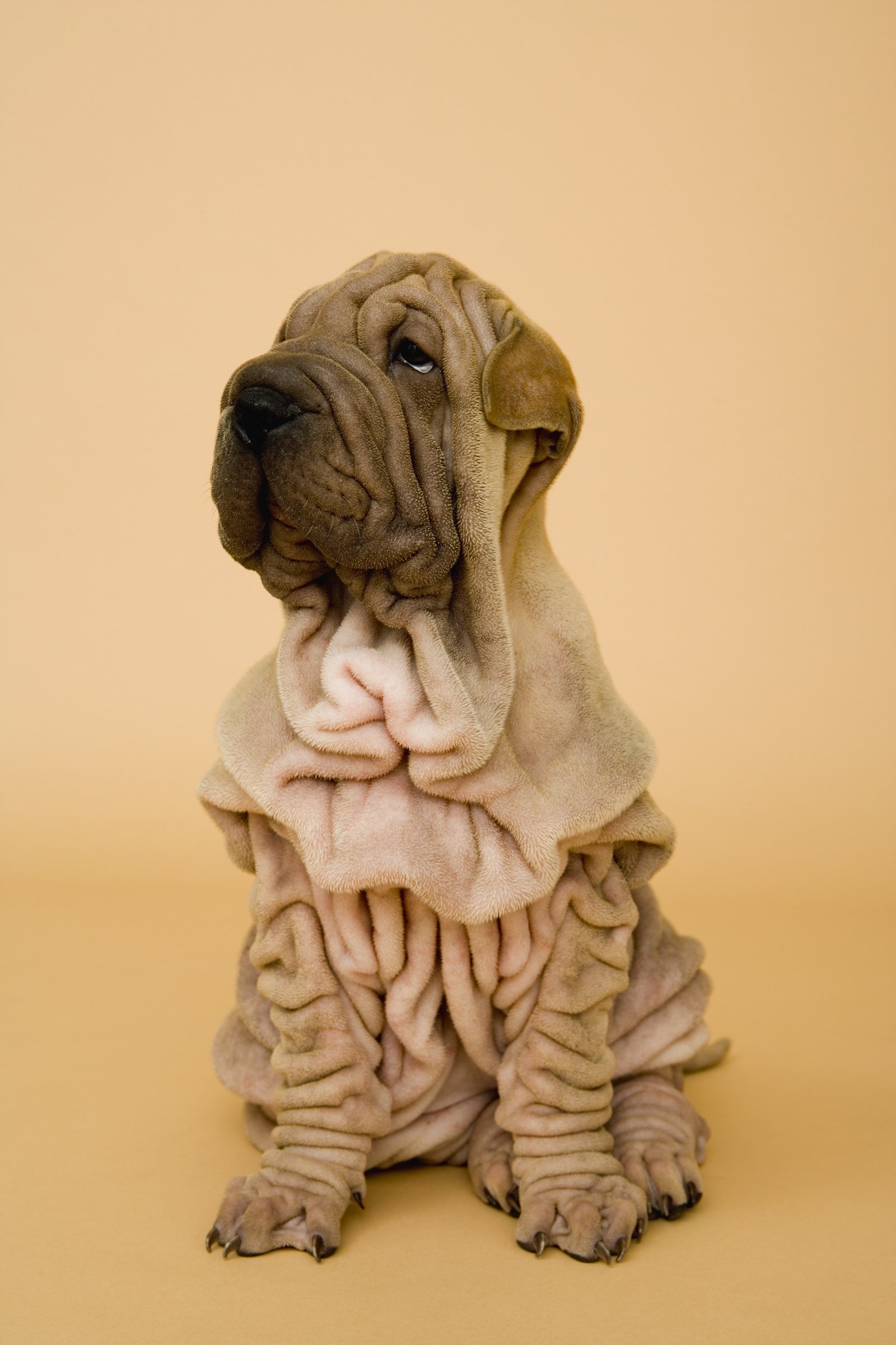 Shar pei kölyök