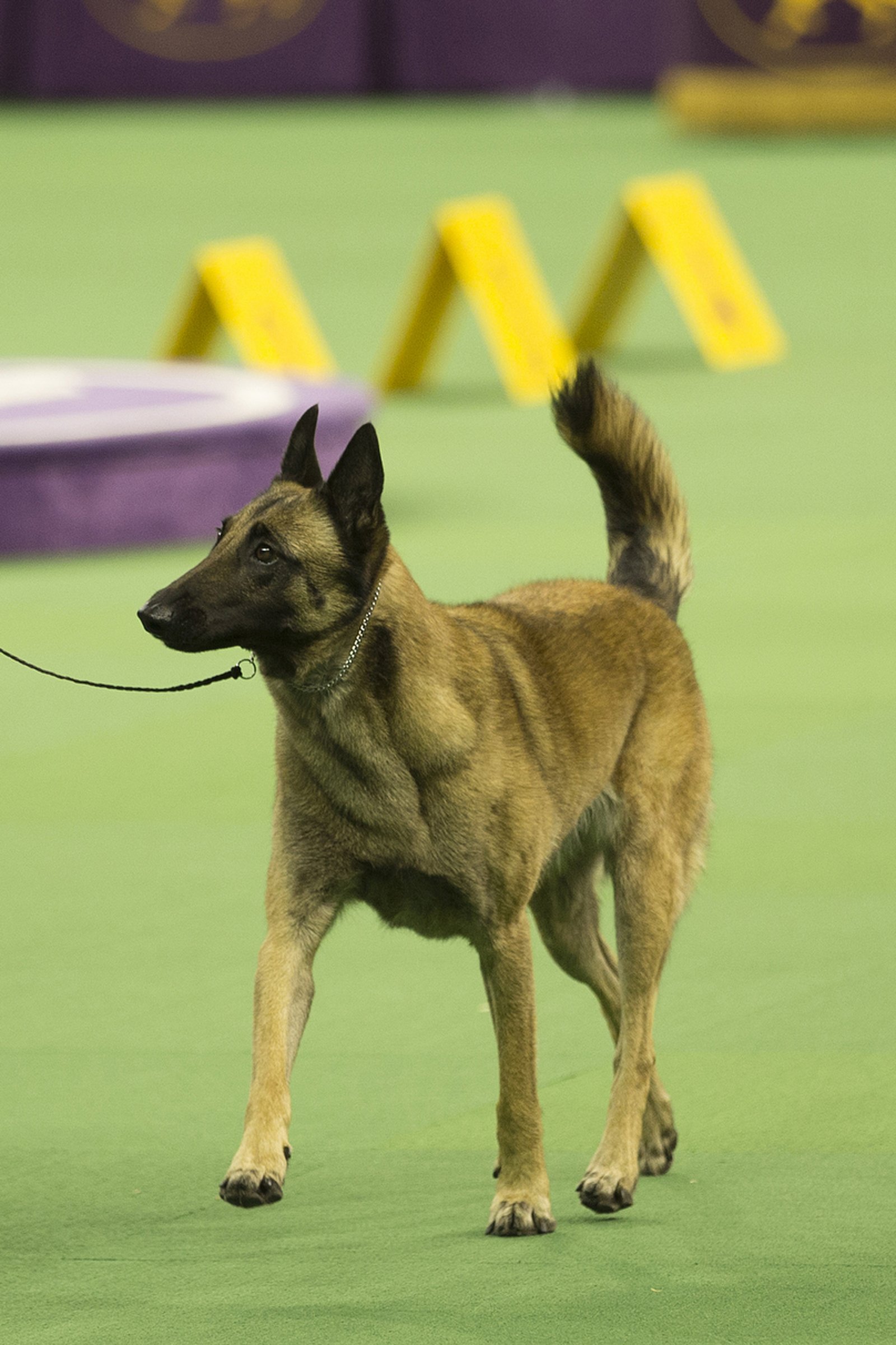 malinois kiállítás