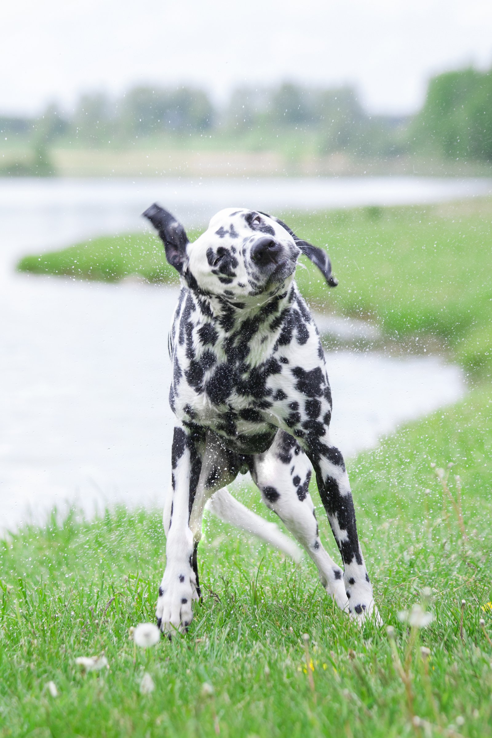 dalmata kutya rázza a fejét víz