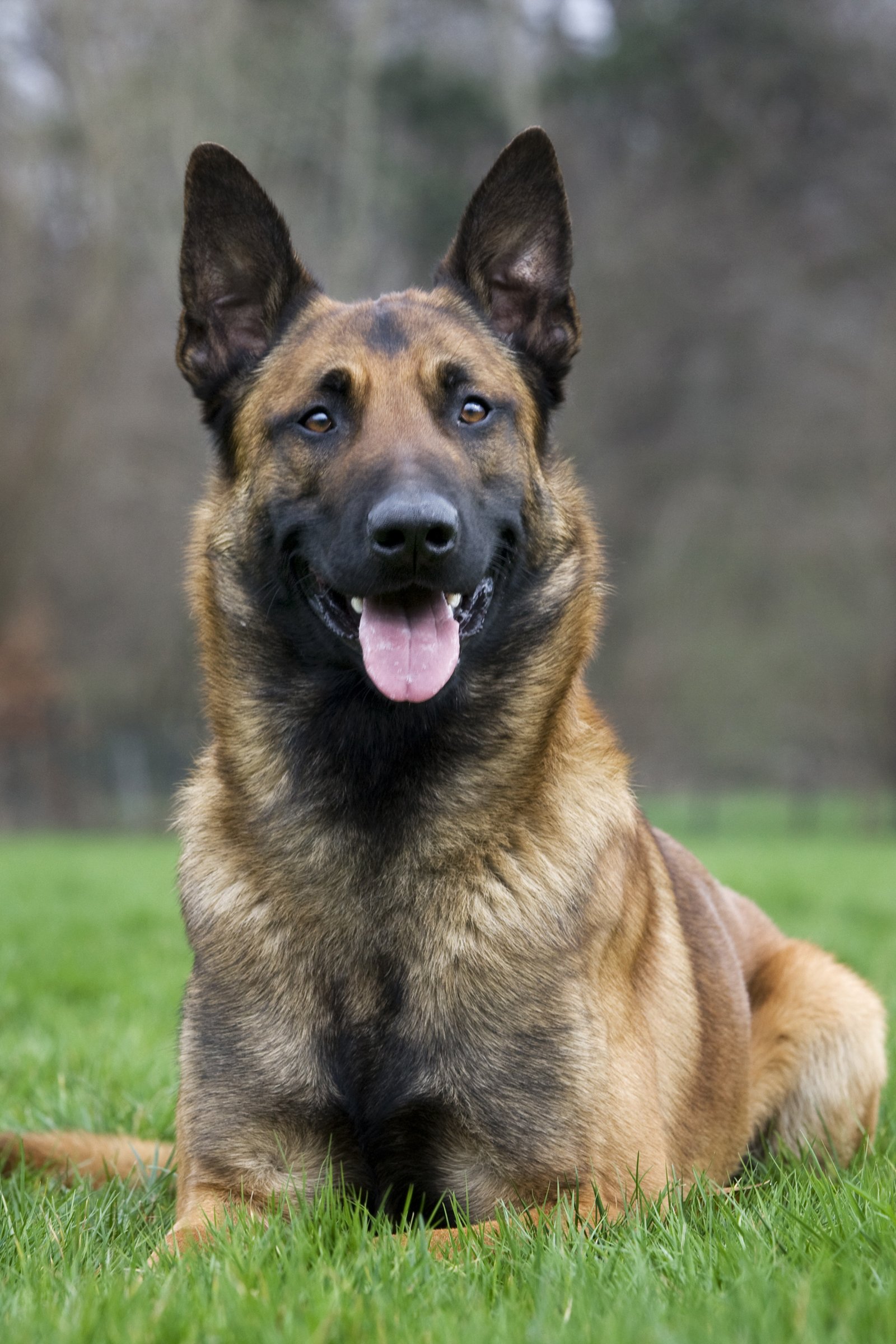 malinois