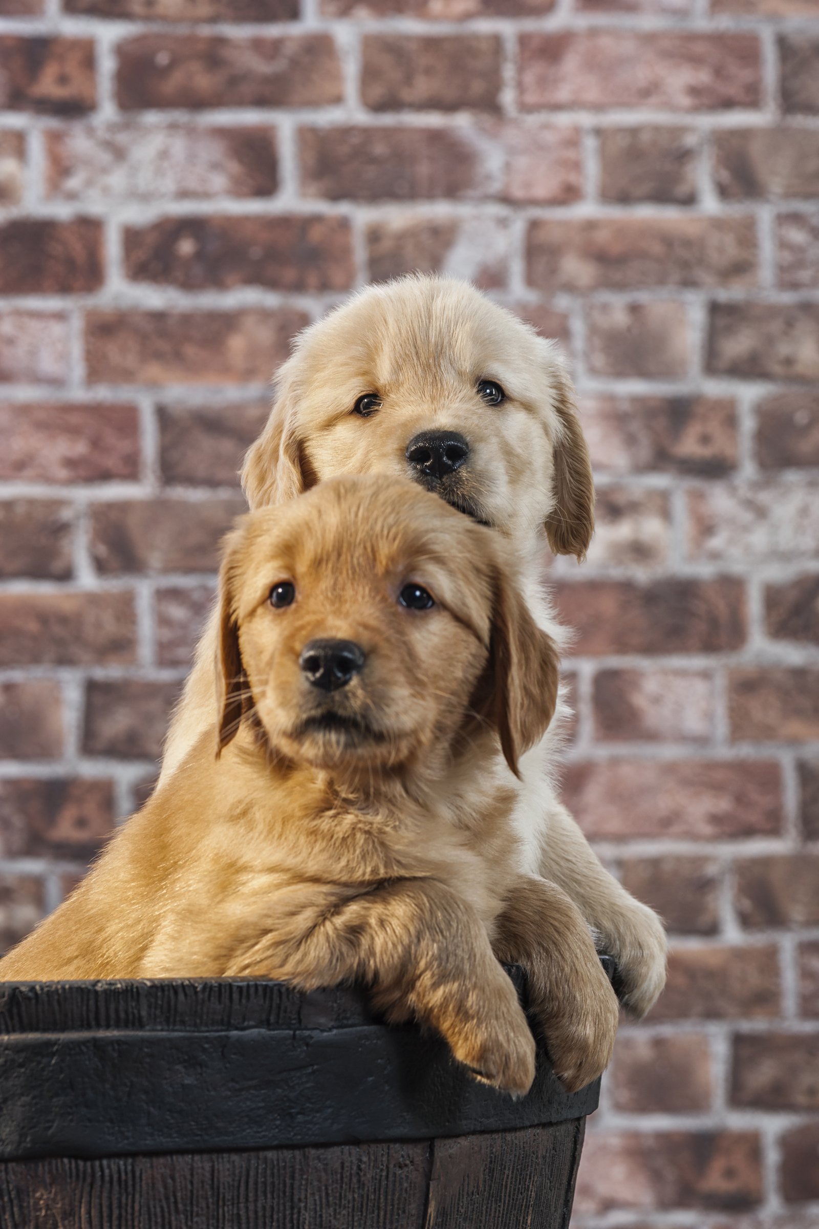 golden retriever kölykök két kutya testvérek