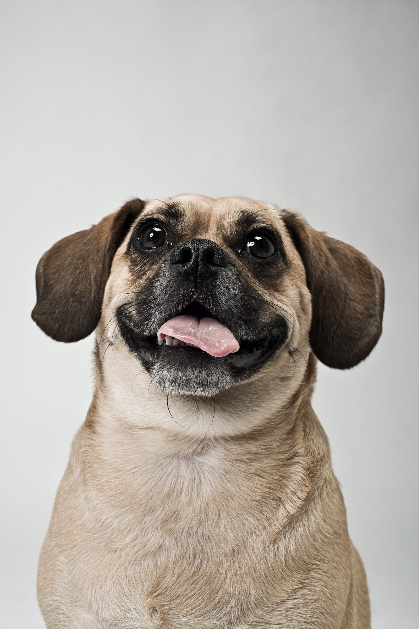 Puggle