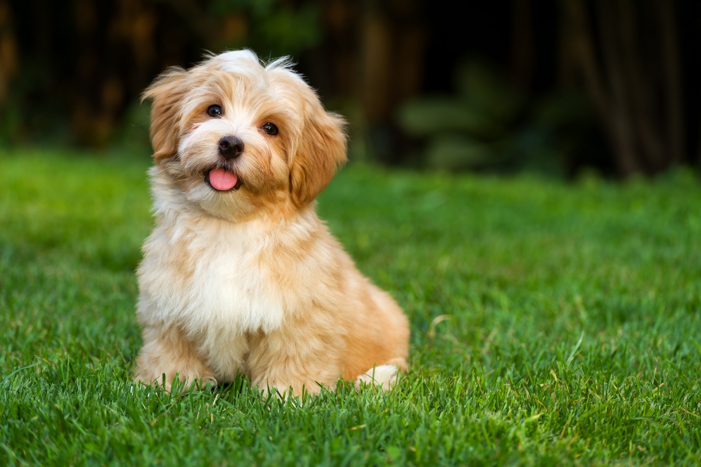 havanese kölyök