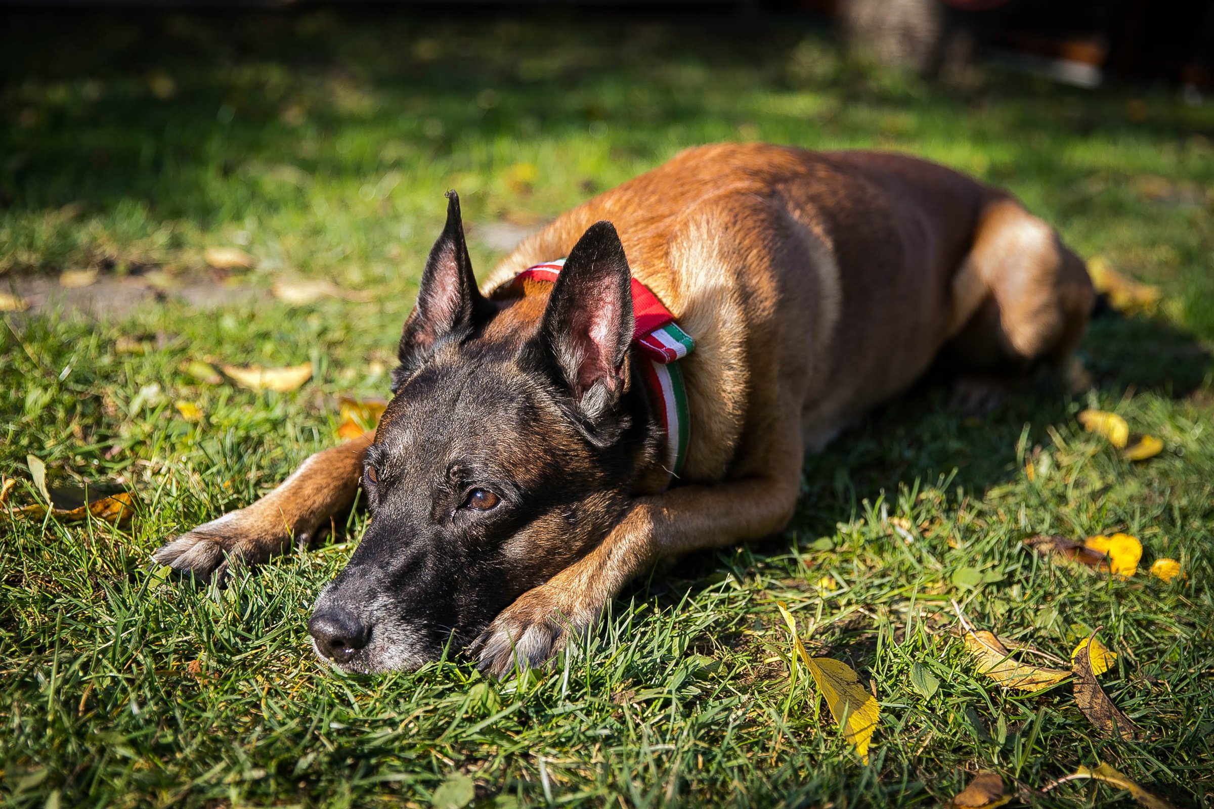 Lito malinois