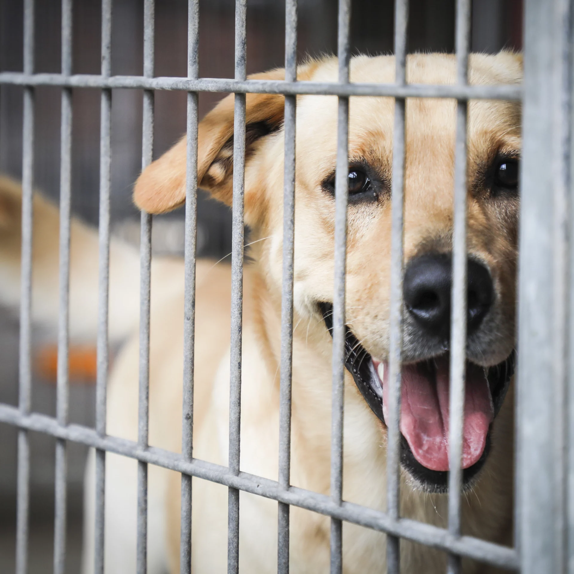 2021_01_kennel-kocka-scaled.webp