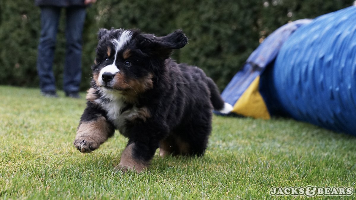 8 hetes berni pásztor kiskutya