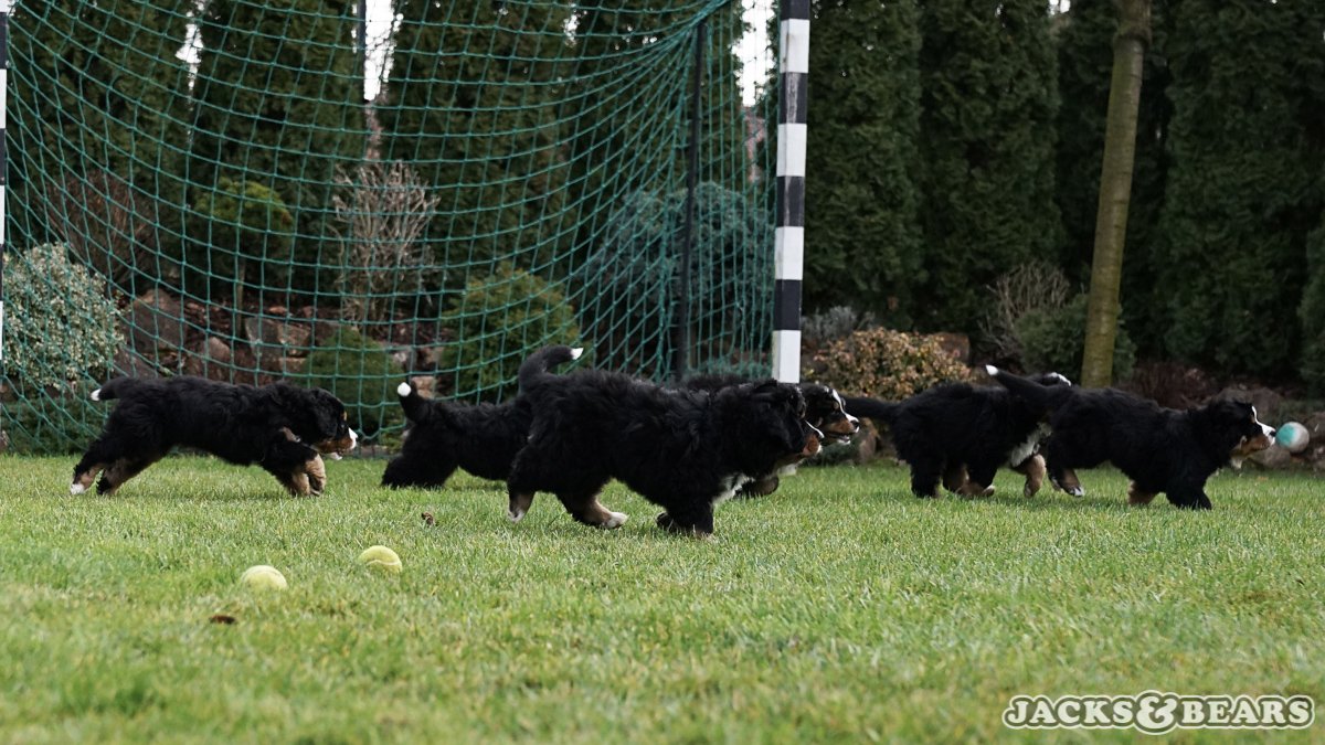 8 hetes berni pásztor kiskutyák játszanak