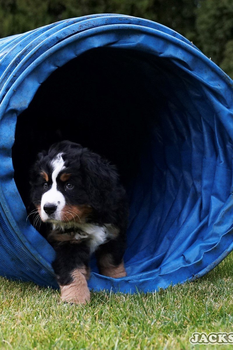 8 hetes berni pásztor kiskutya agility alagút
