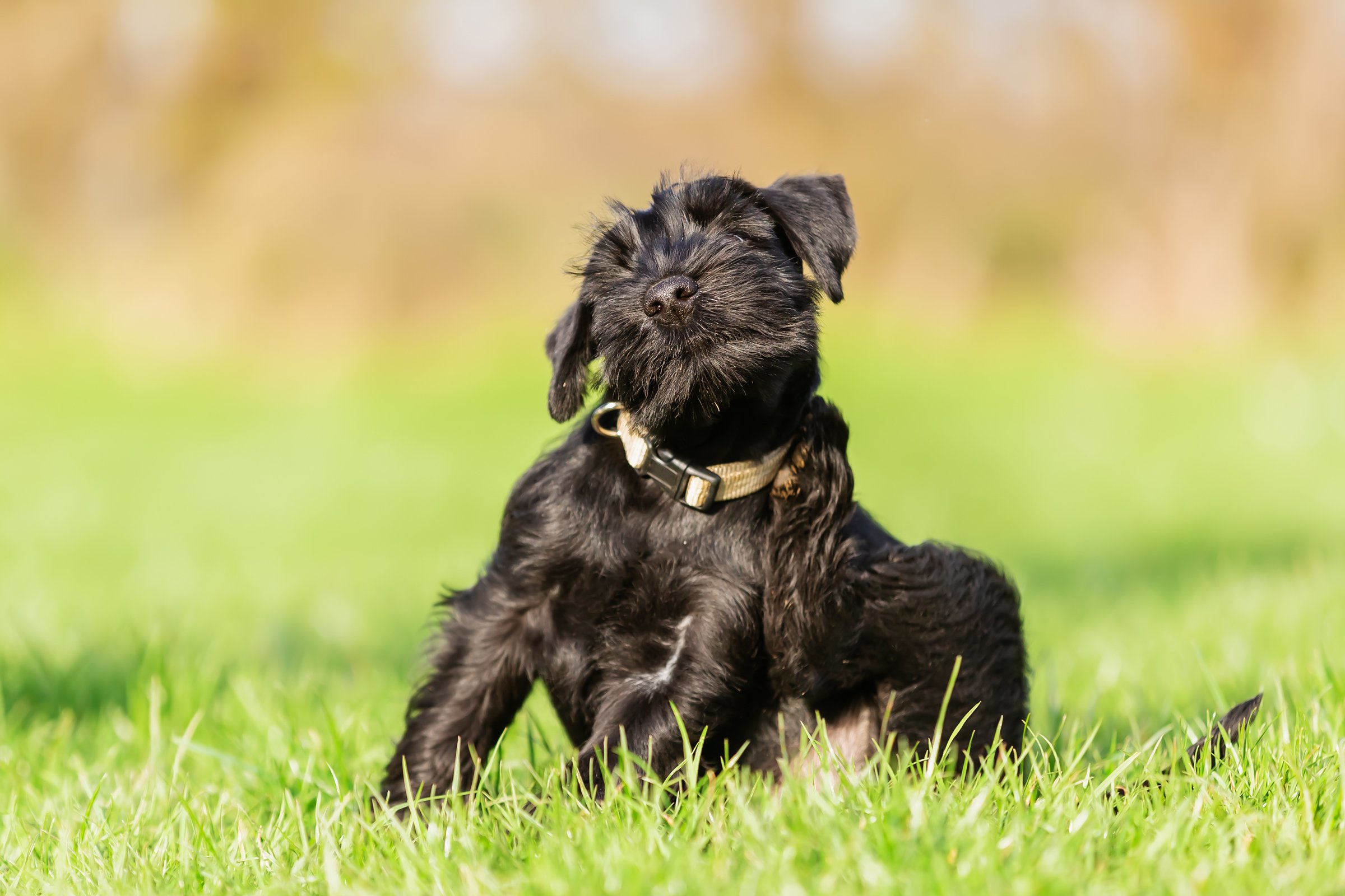 schnauzer kiskutya vakarózik
