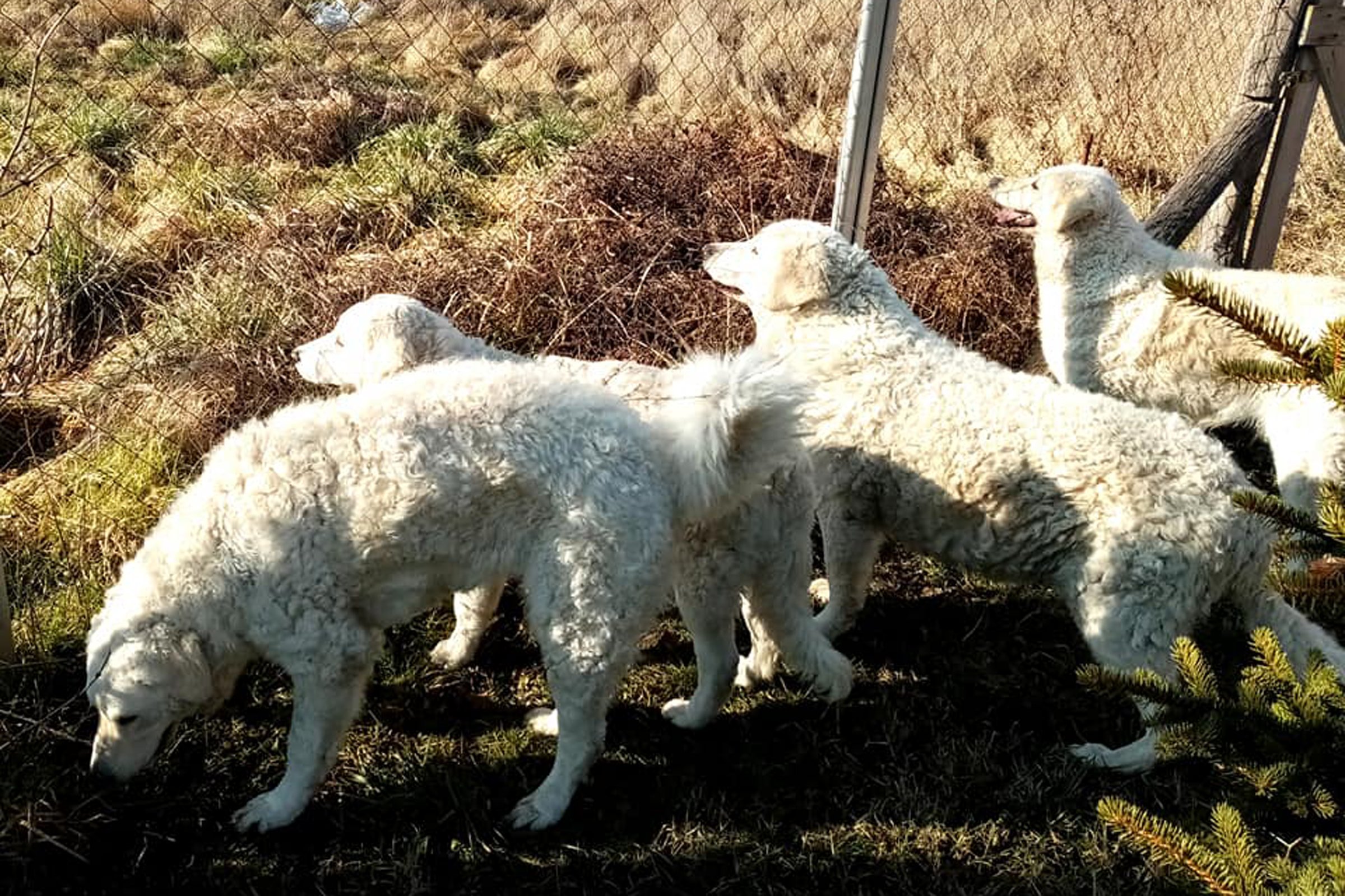 kuvasz falka dunamenti jeles