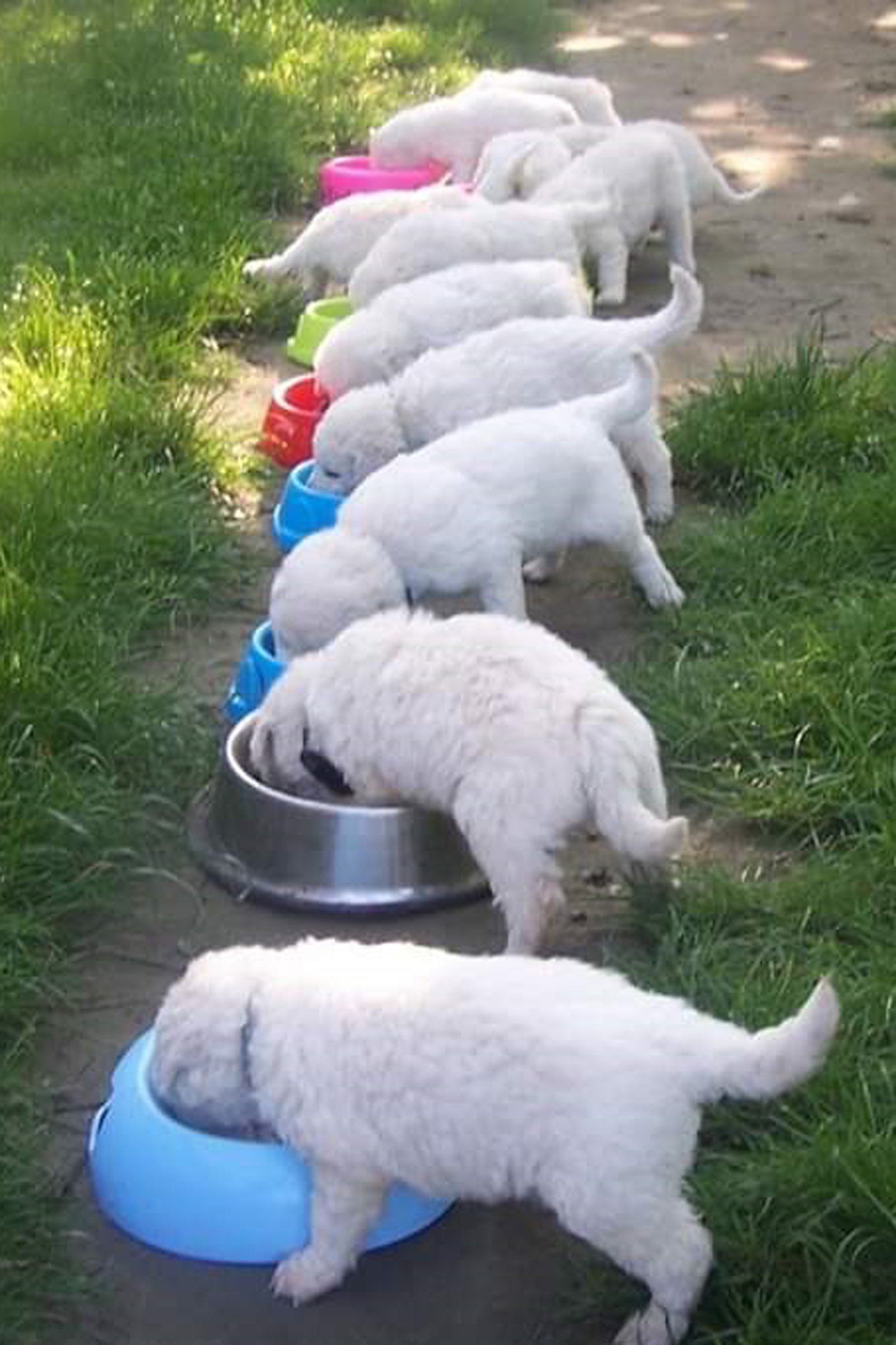Dunamenti Jeles Kuvasz 2