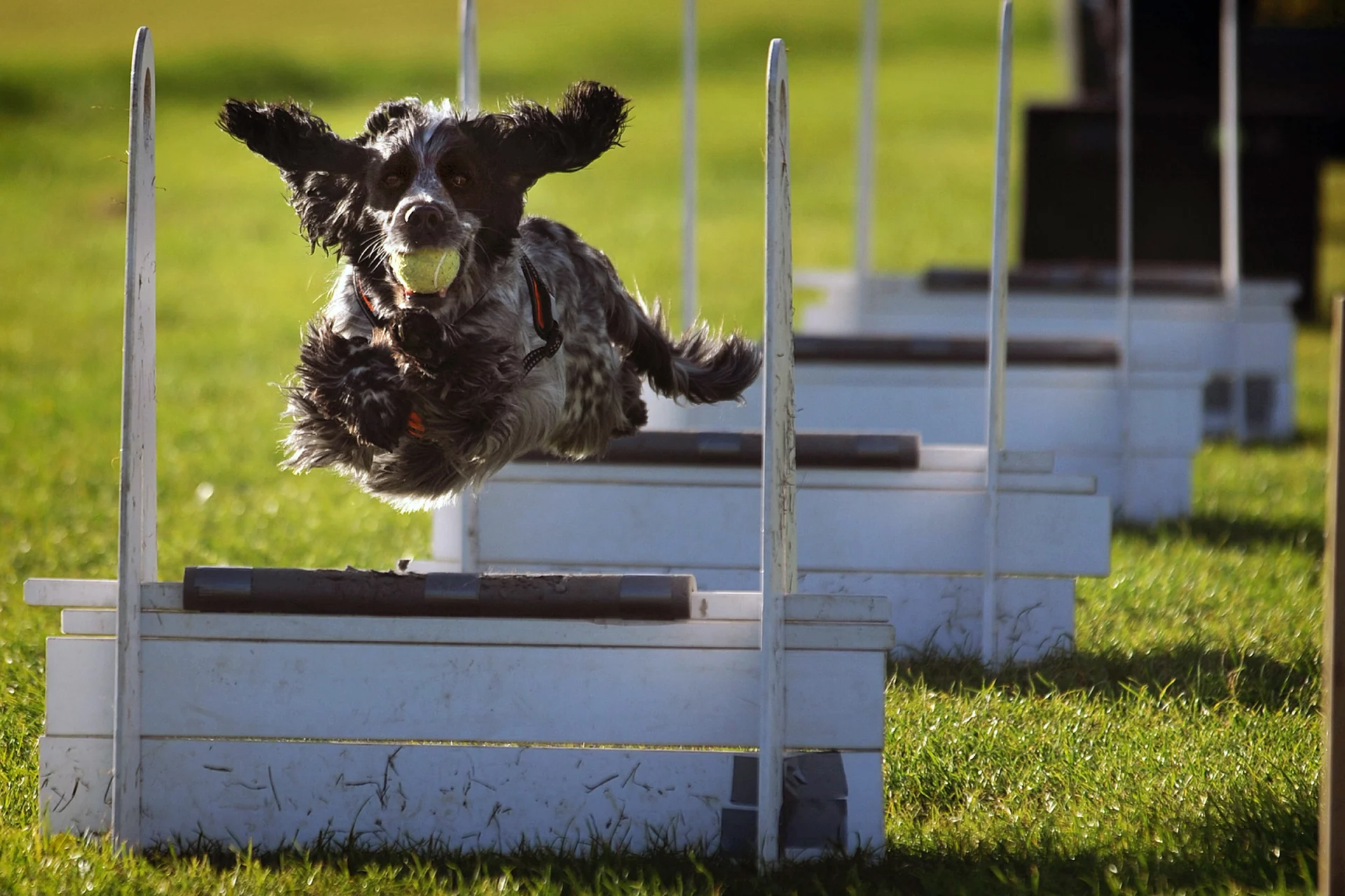 2021_02_flyball-scaled.webp