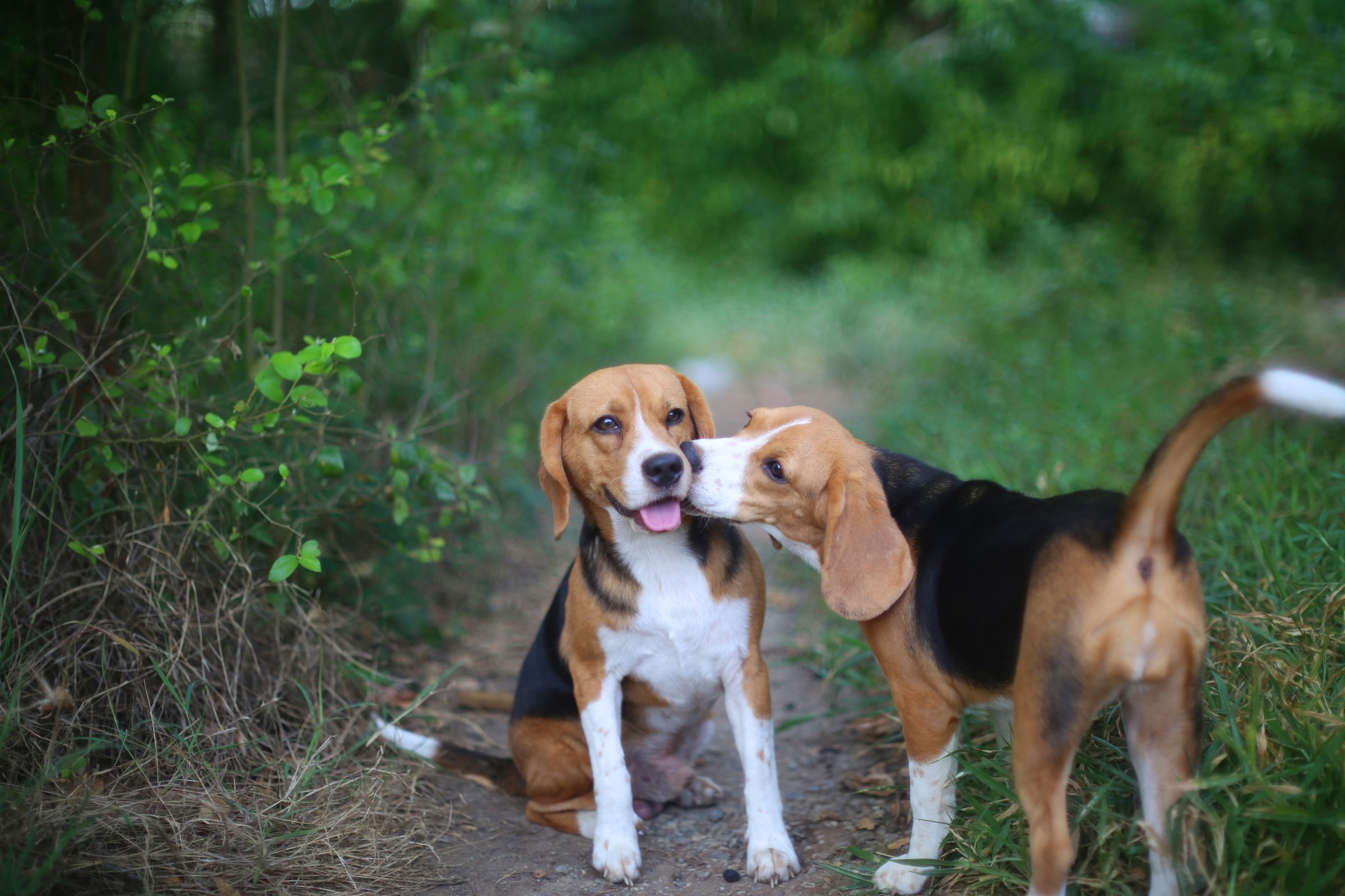 két beagle szeretet puszi