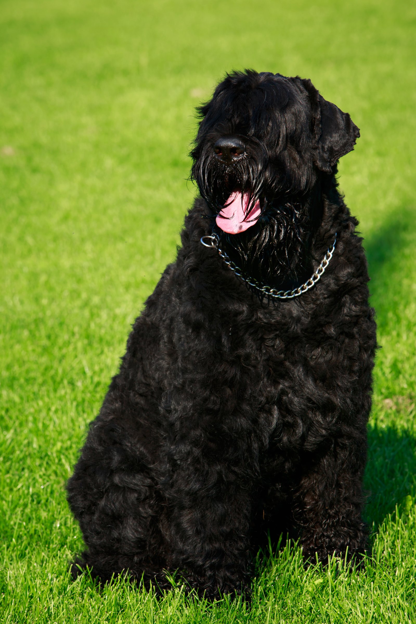 orosz fekete terrier
