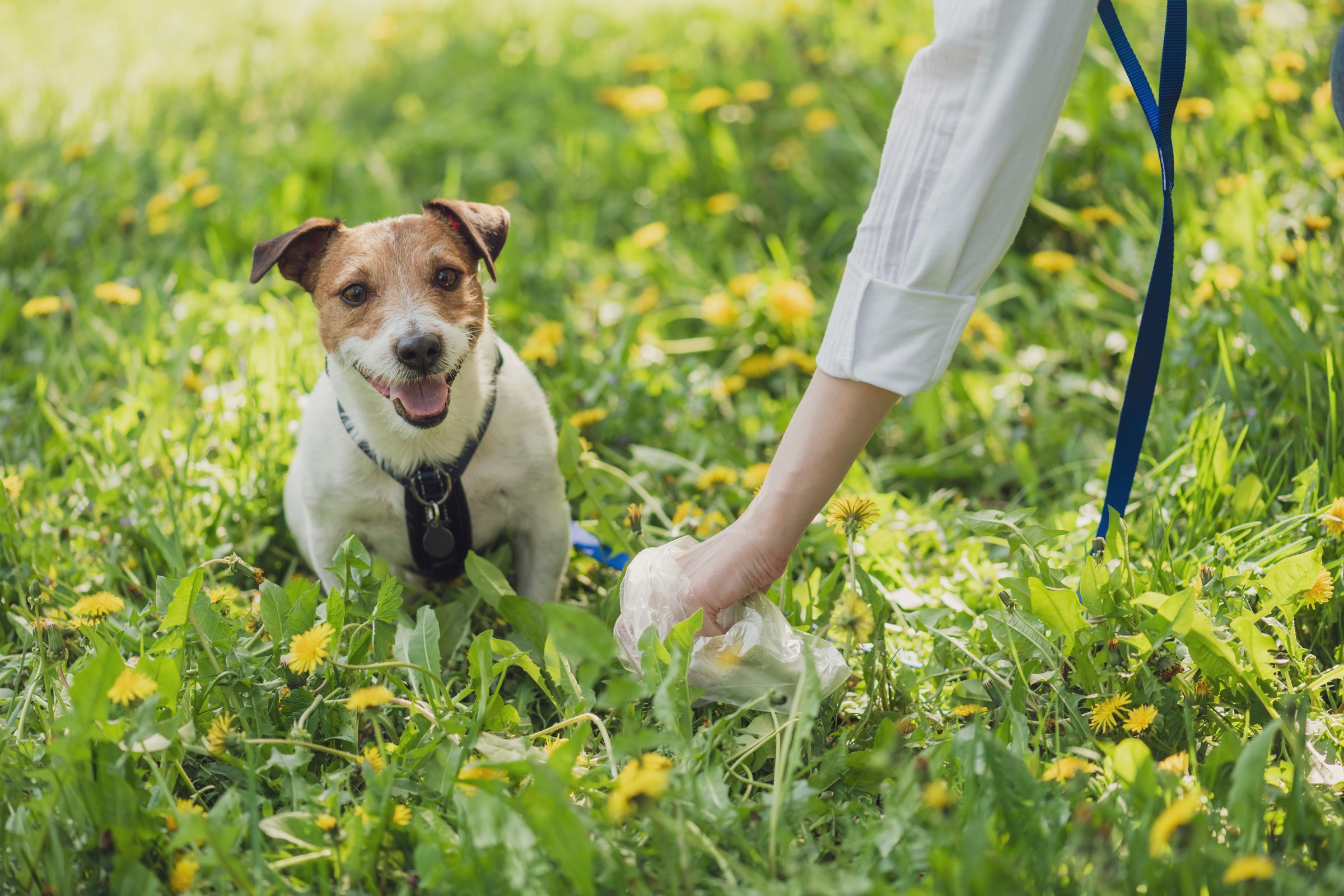 jack russell terrier kutyakaki felszedése