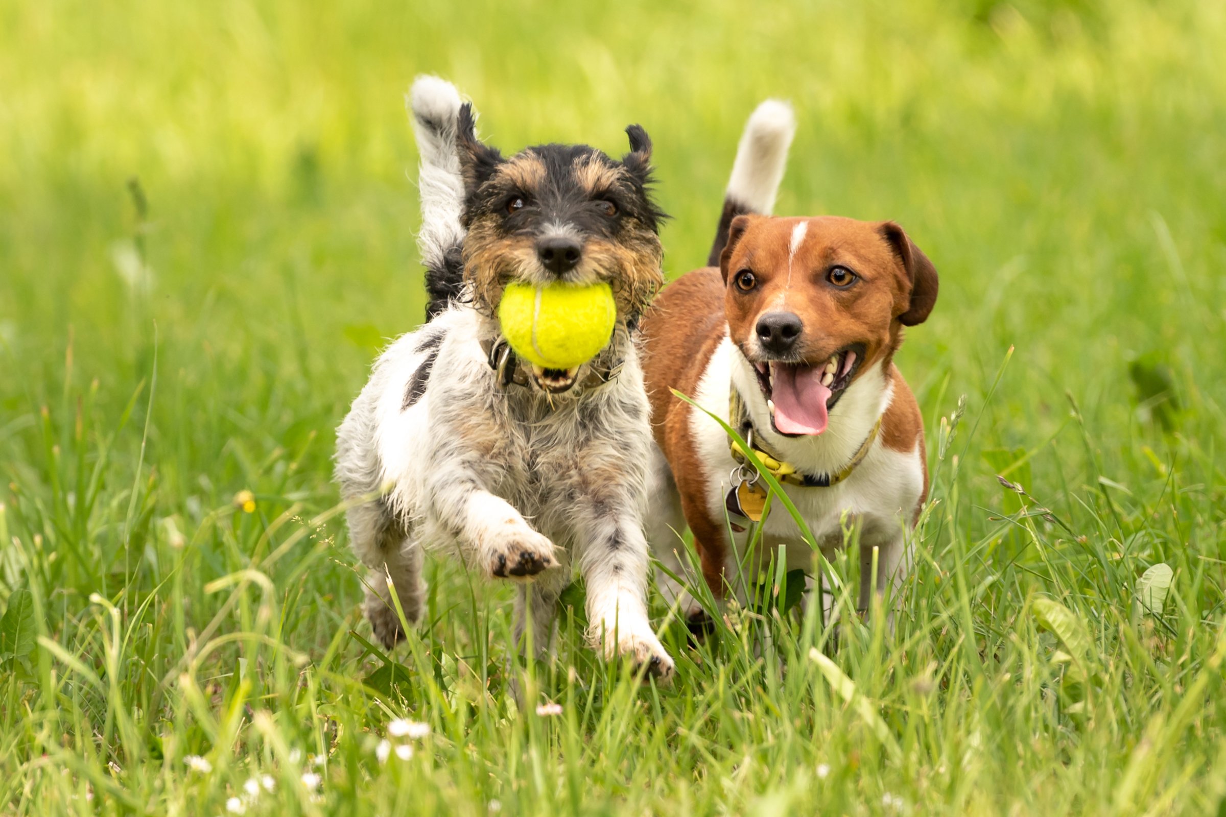 jack russell terrierek két kutya játék játszanak