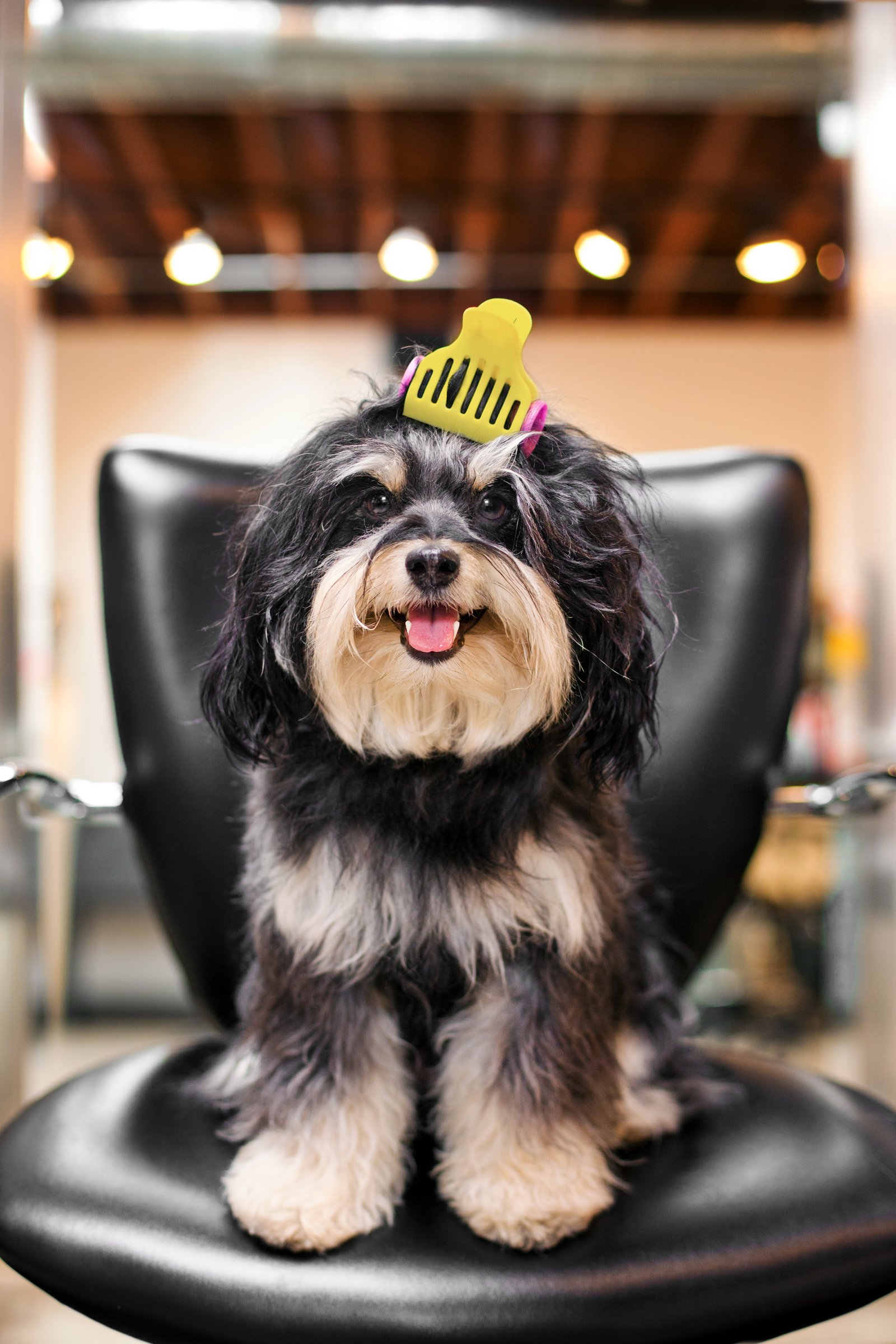 havanese kozmetika