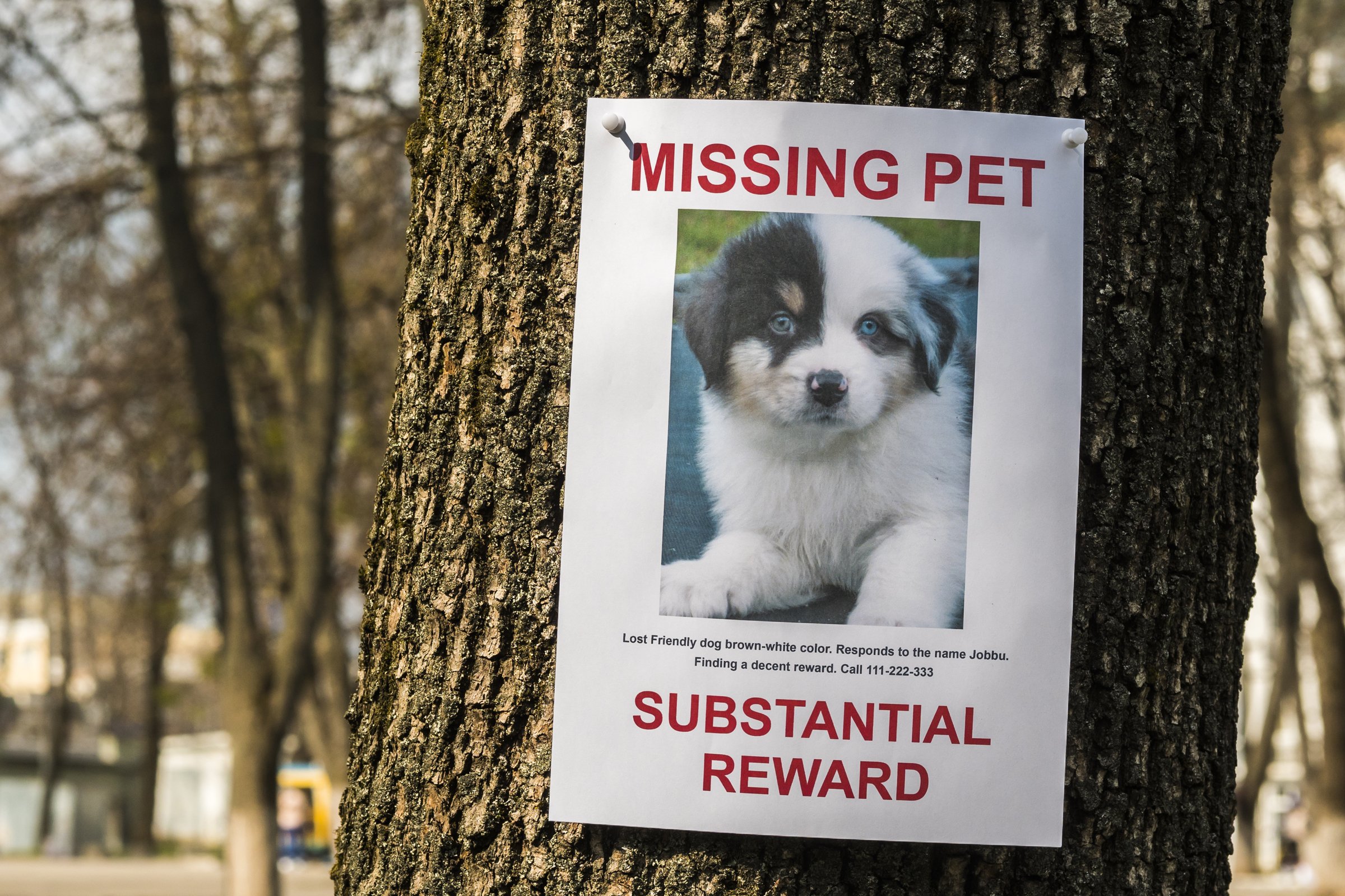 szórólap missing eltűnt kutya