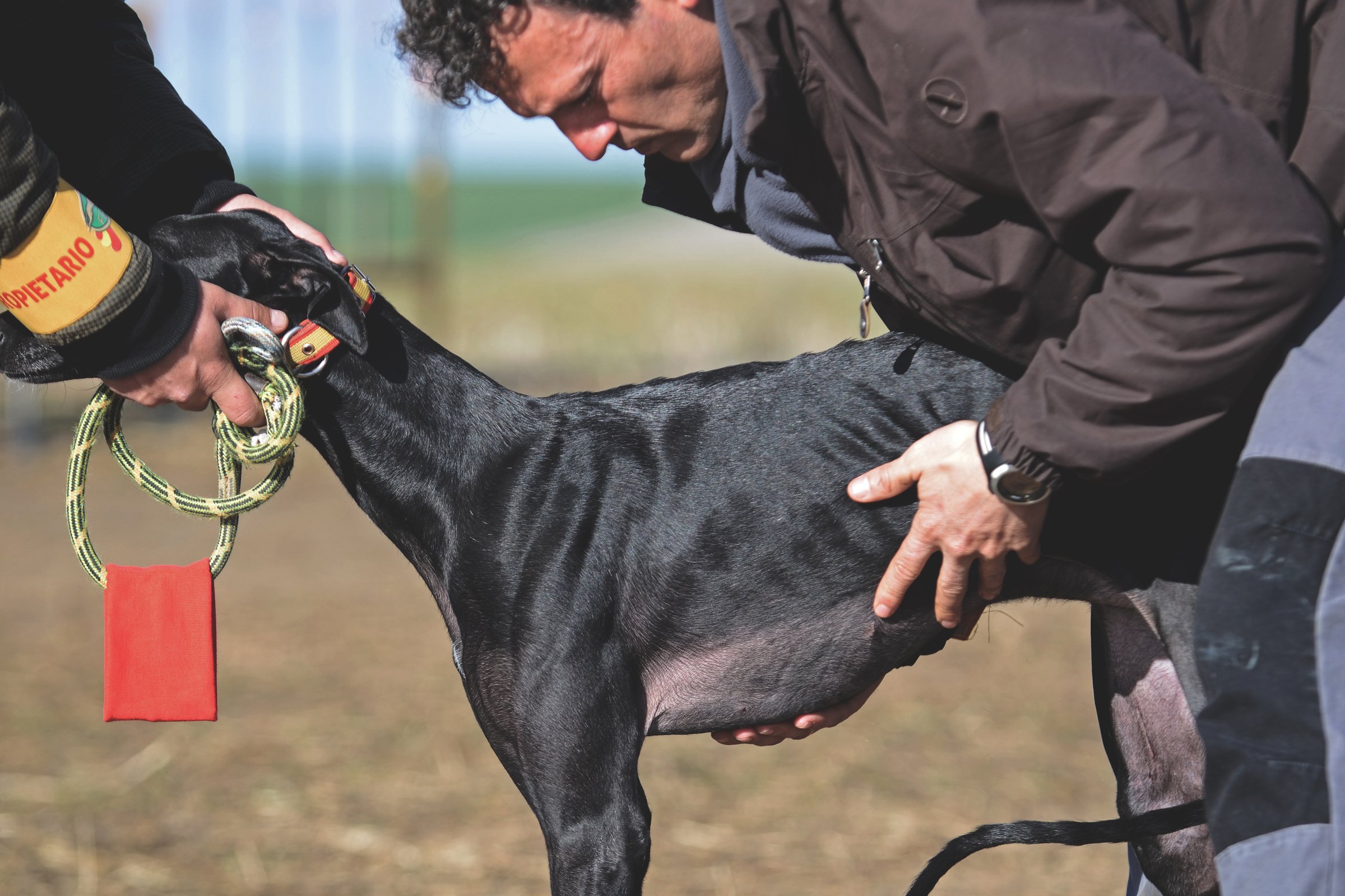 galgo spanyol agár 3