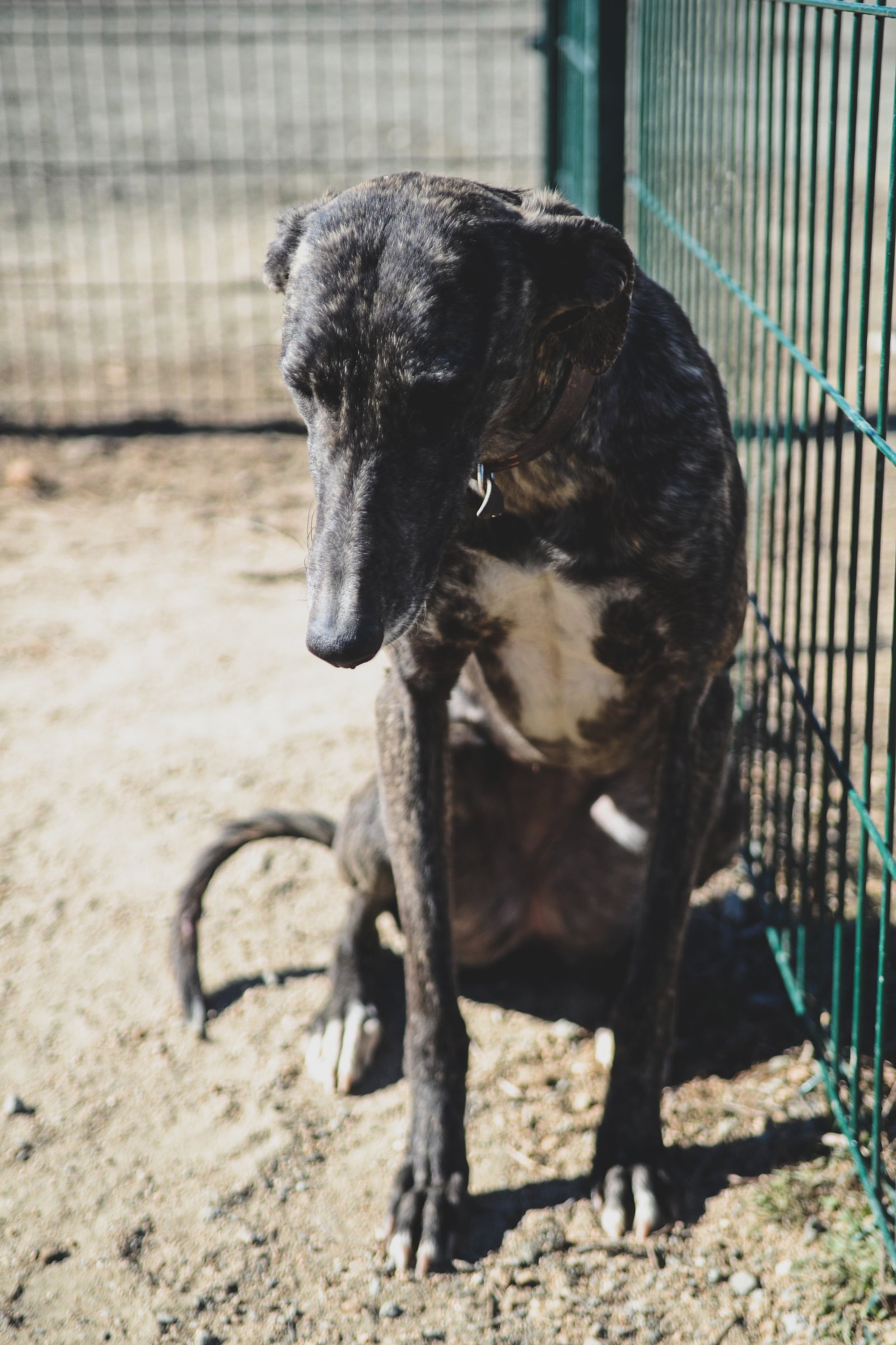 szomorú galgo
