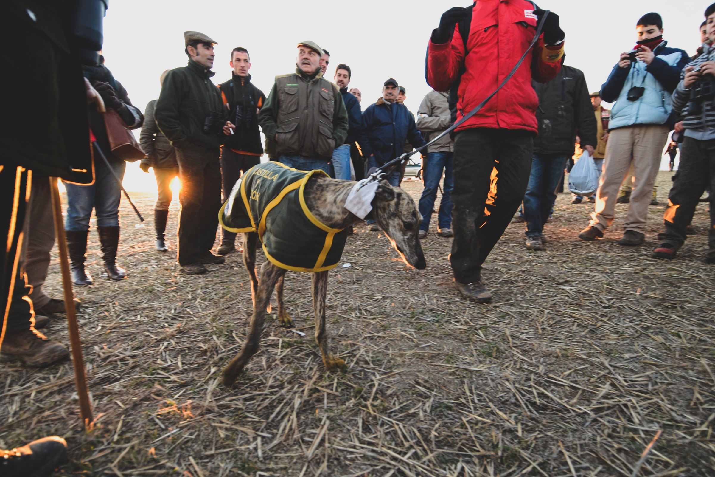 galgo második helyezett