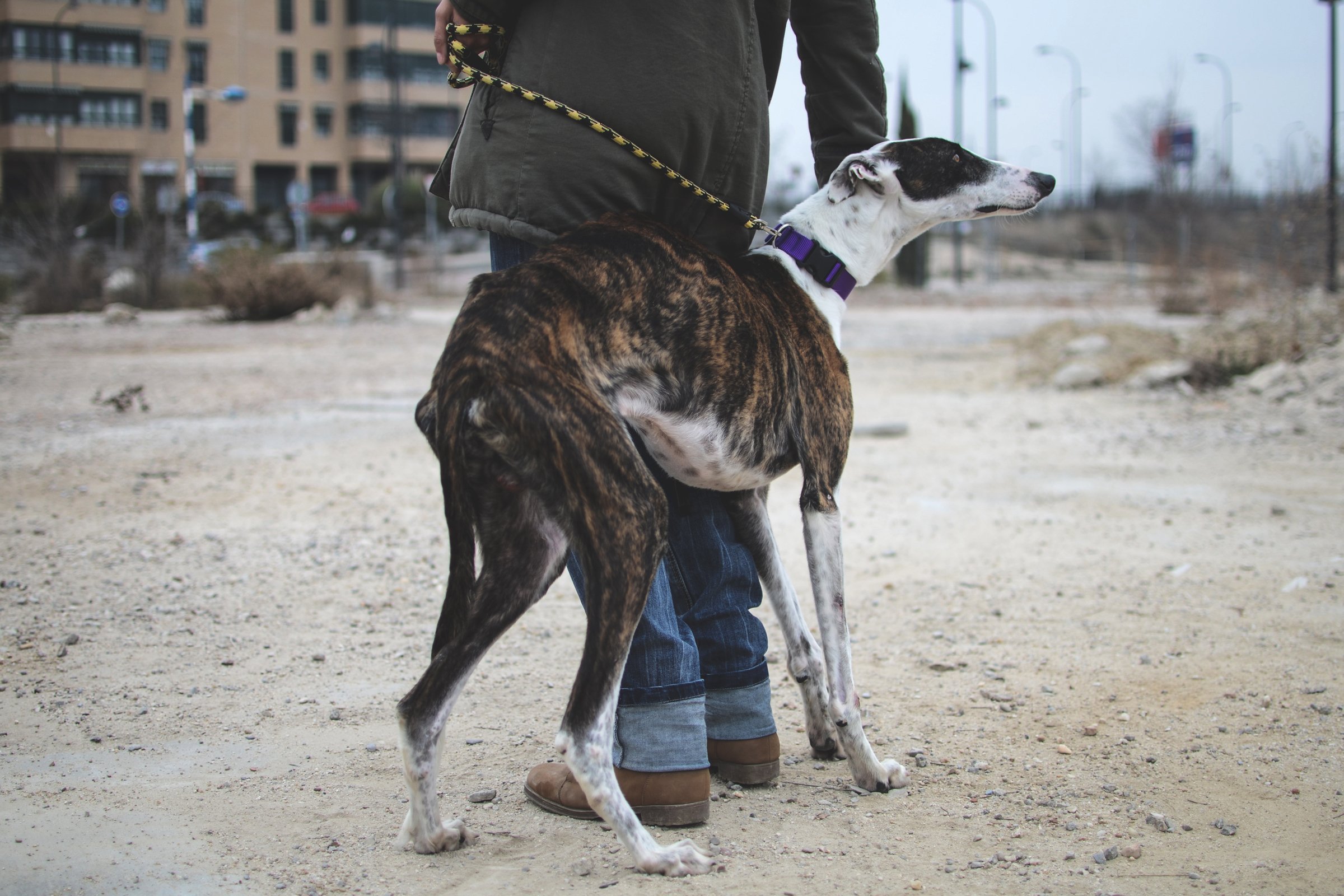 galgo spanyol agár 2