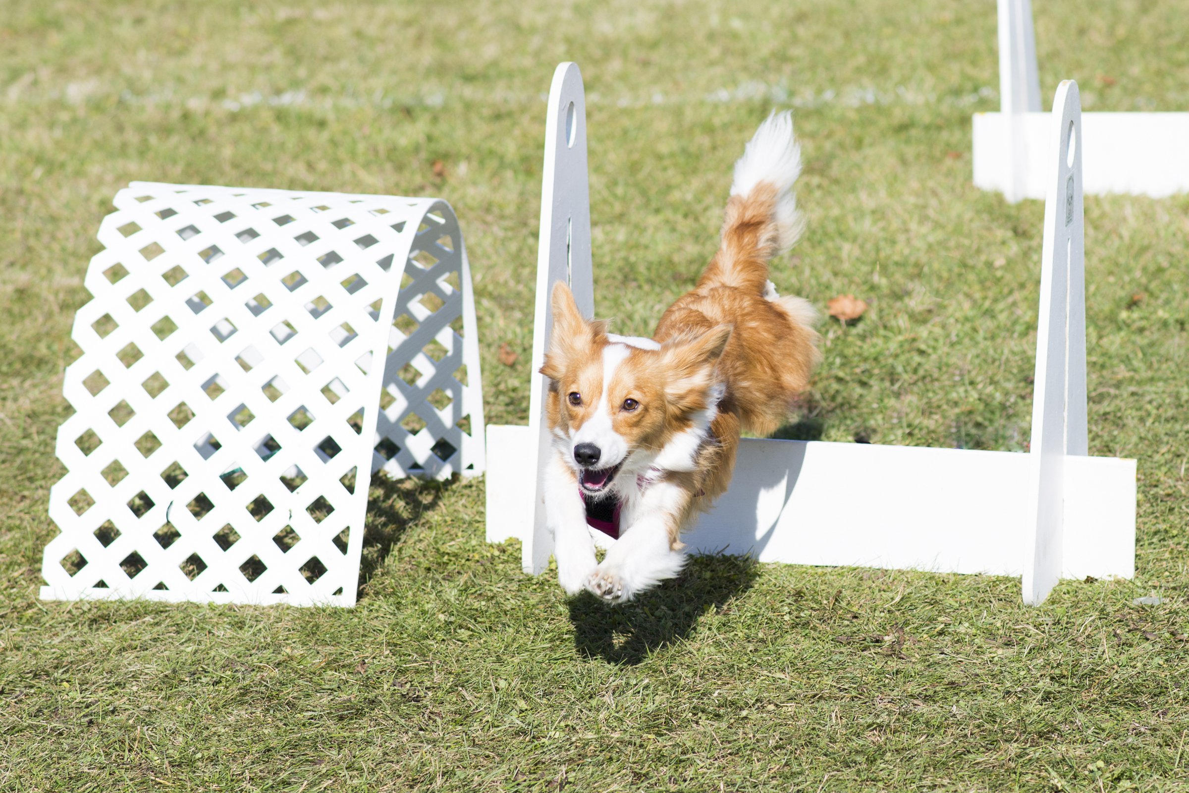 corgi flyball