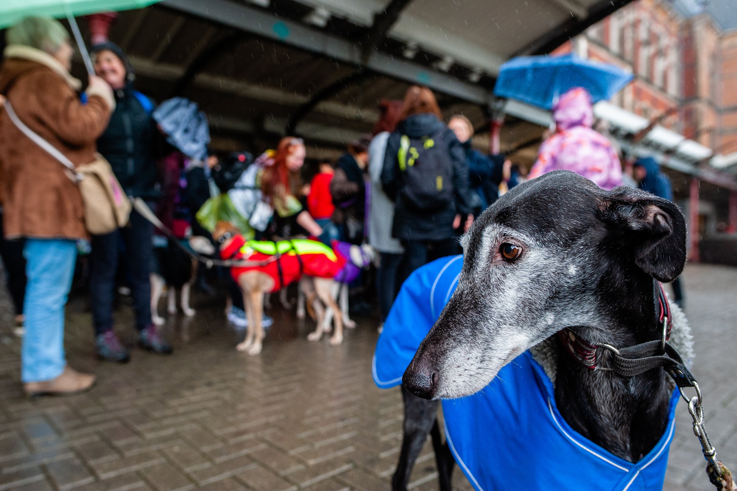 tiltakozás galgo