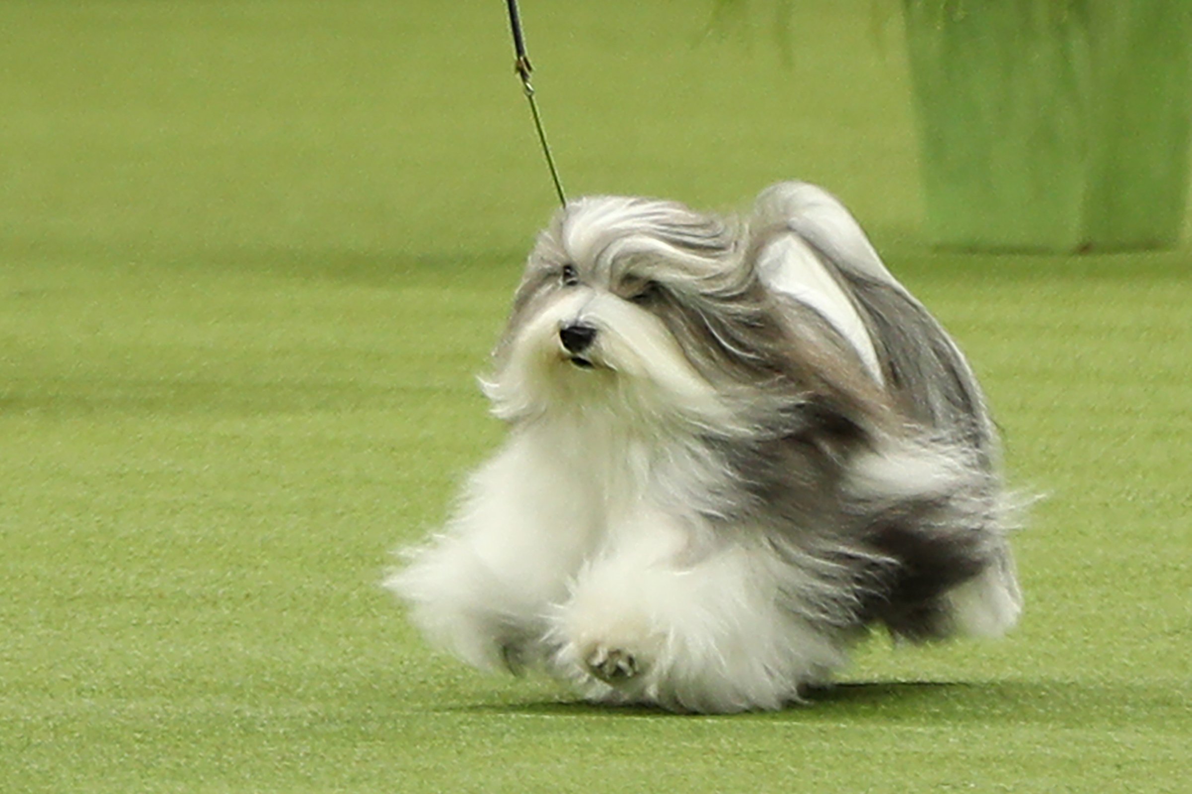 havanese kiállítás 2