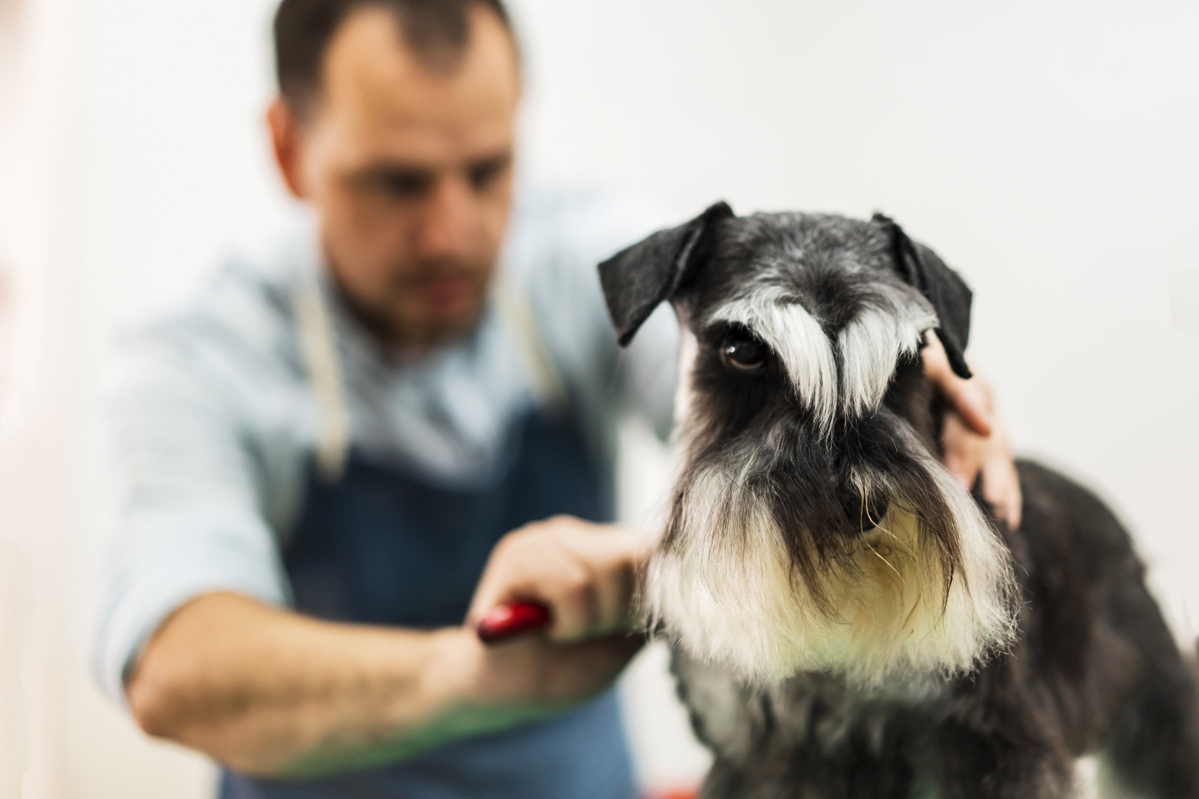 trimmelés kutyakozmetika schnauzer
