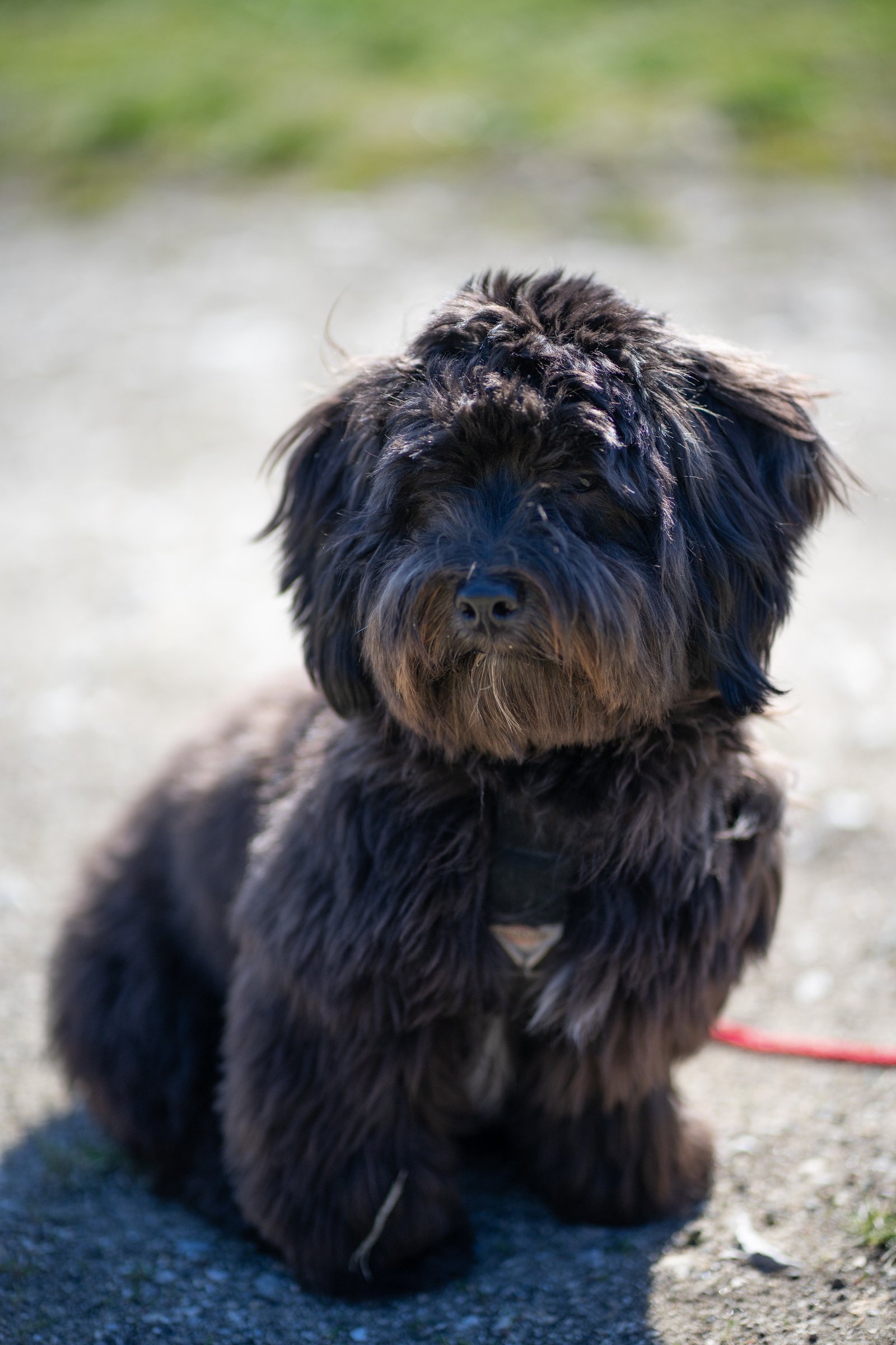 fekete havanese