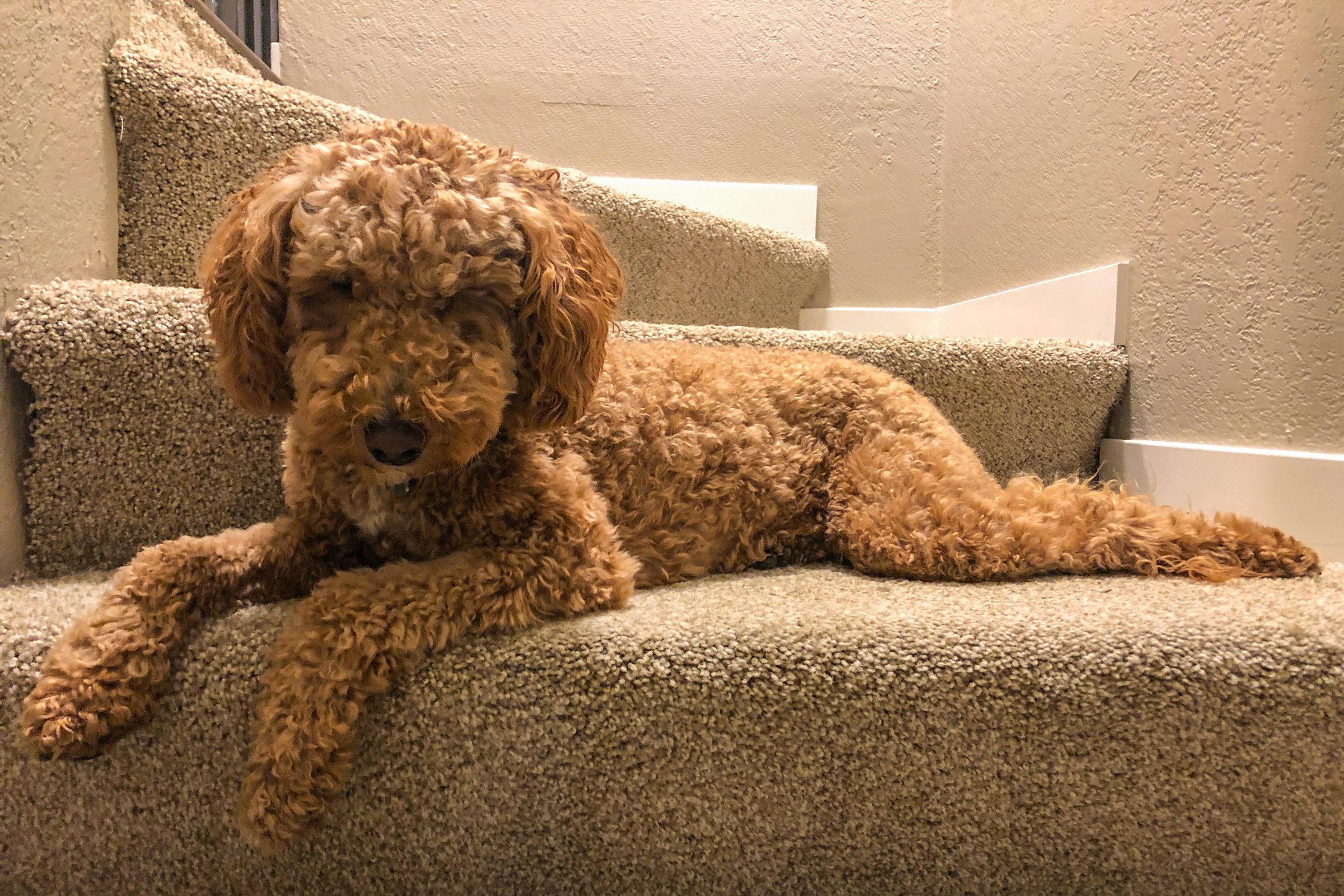 labradoodle vörös