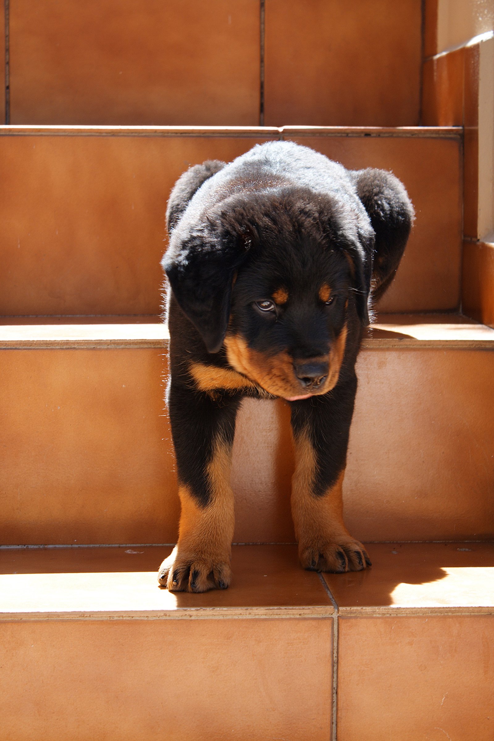 Rottweiler kölyök lépcsőn otthon