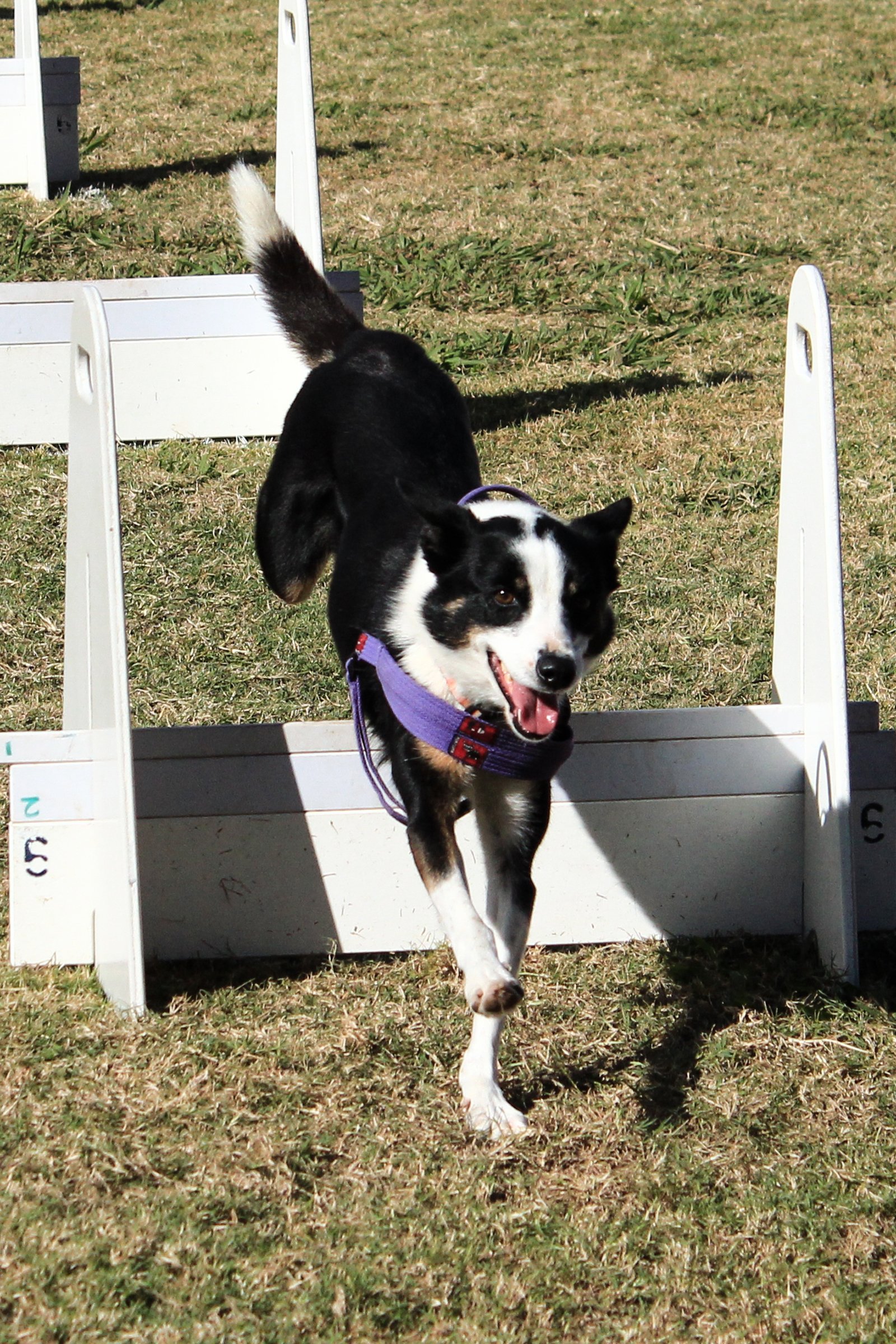 kutya flyball