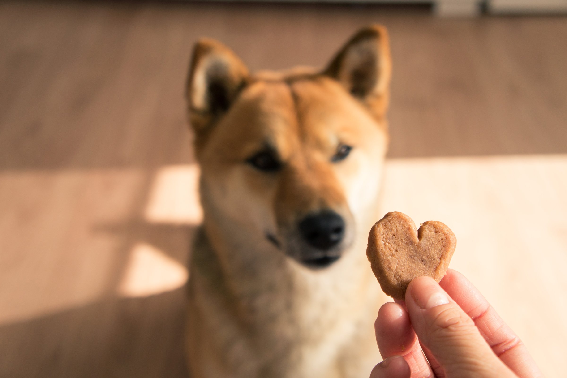 shiba inu keksz szív jutalomfalat