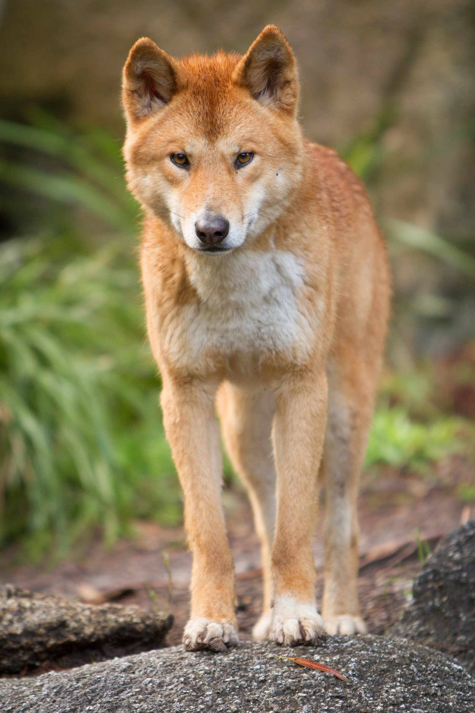 Dingo