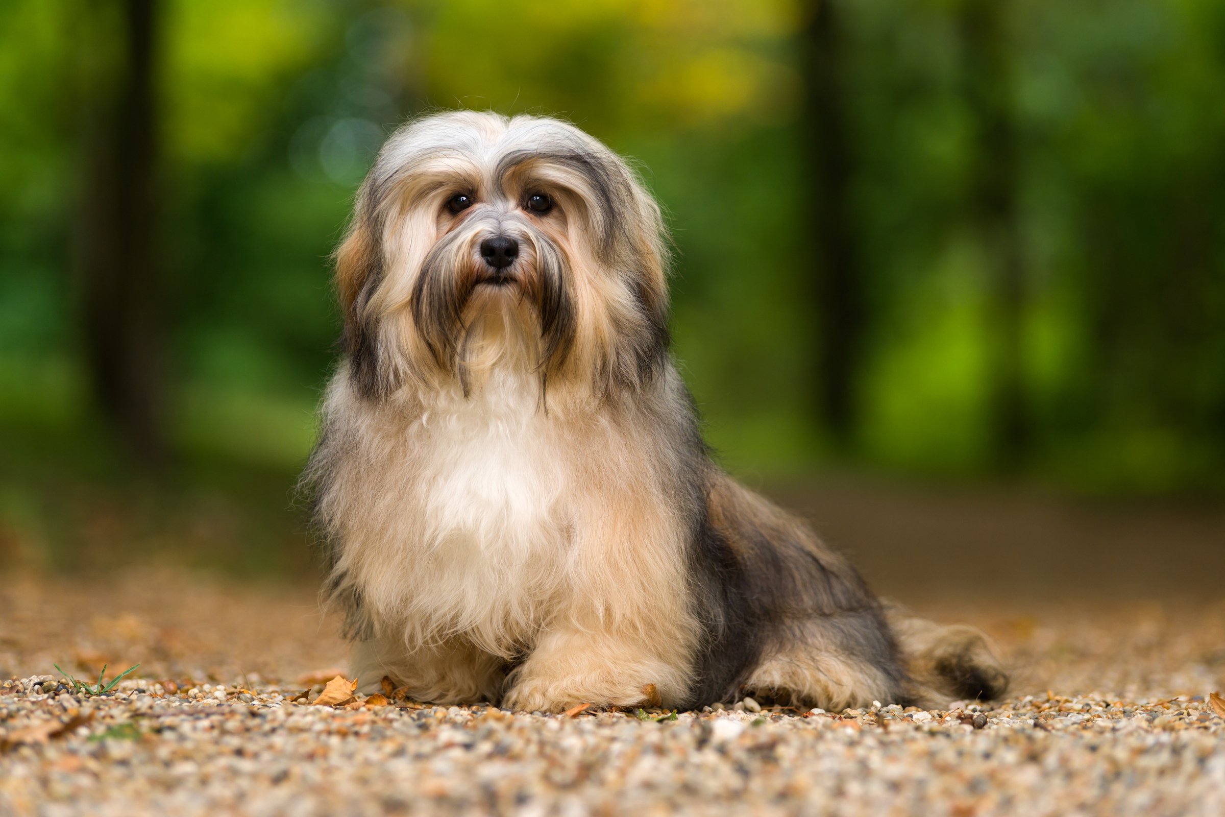 havannai pincs havanese