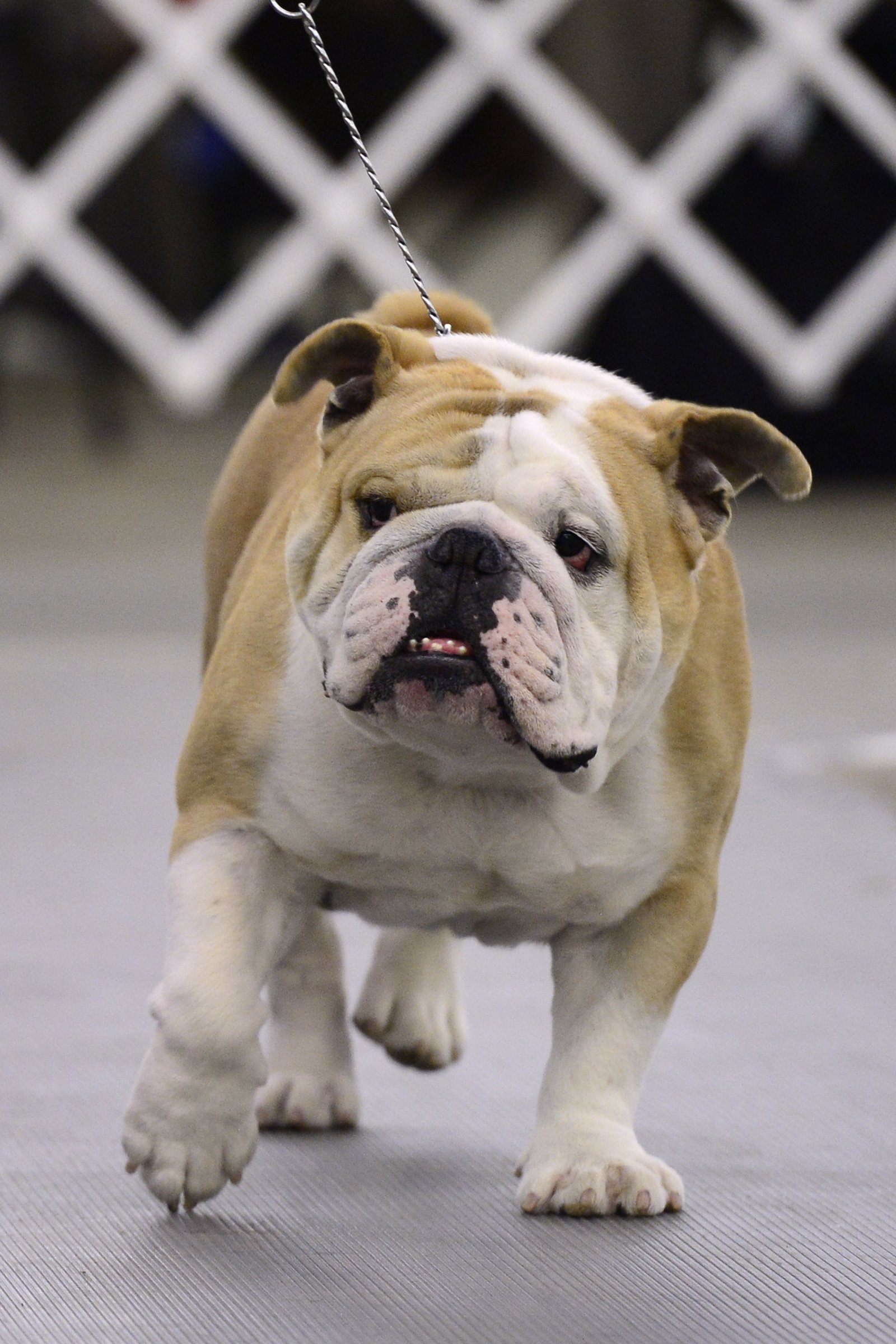 angol bulldog kutyakiállítás