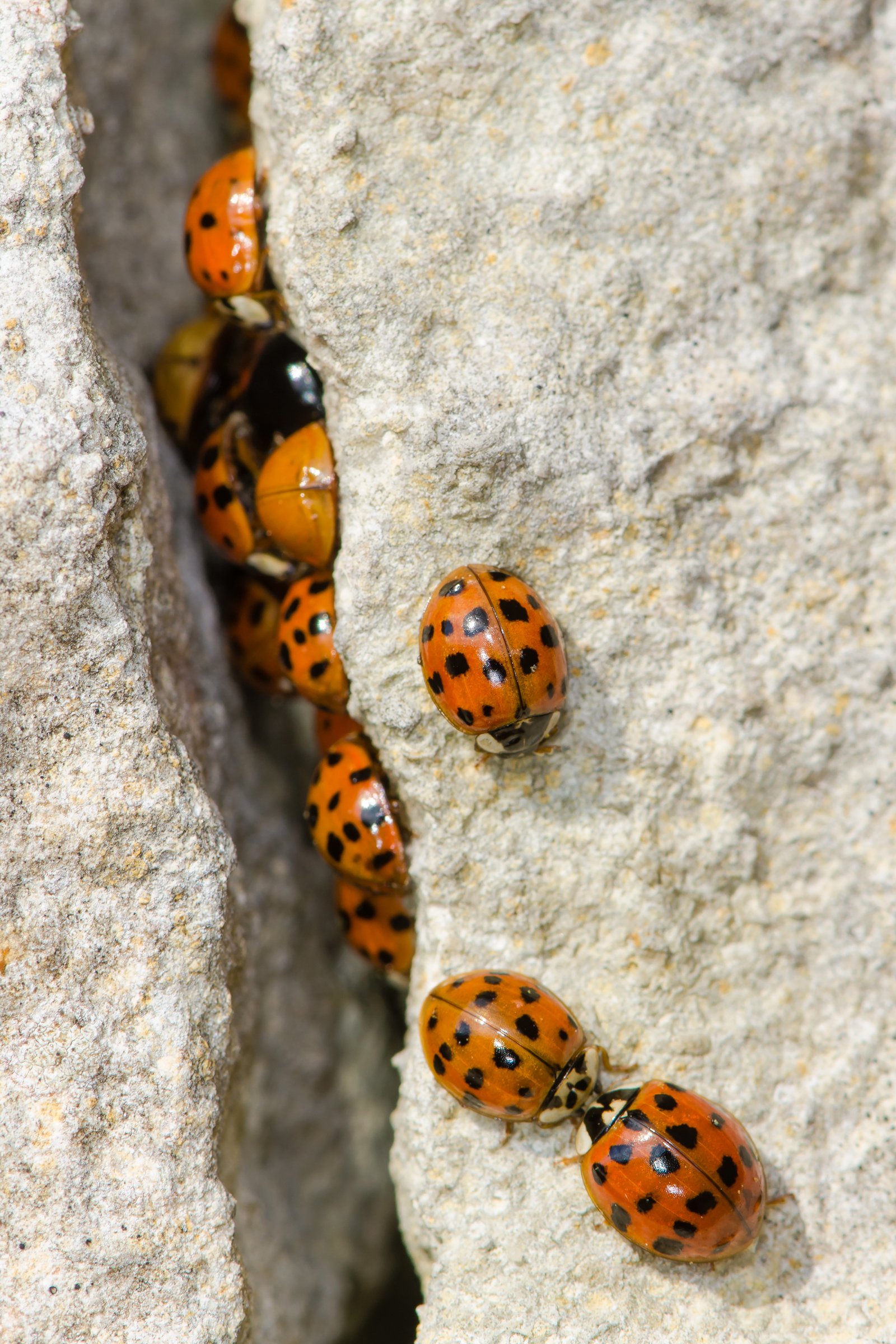 harlekinkatica bogár