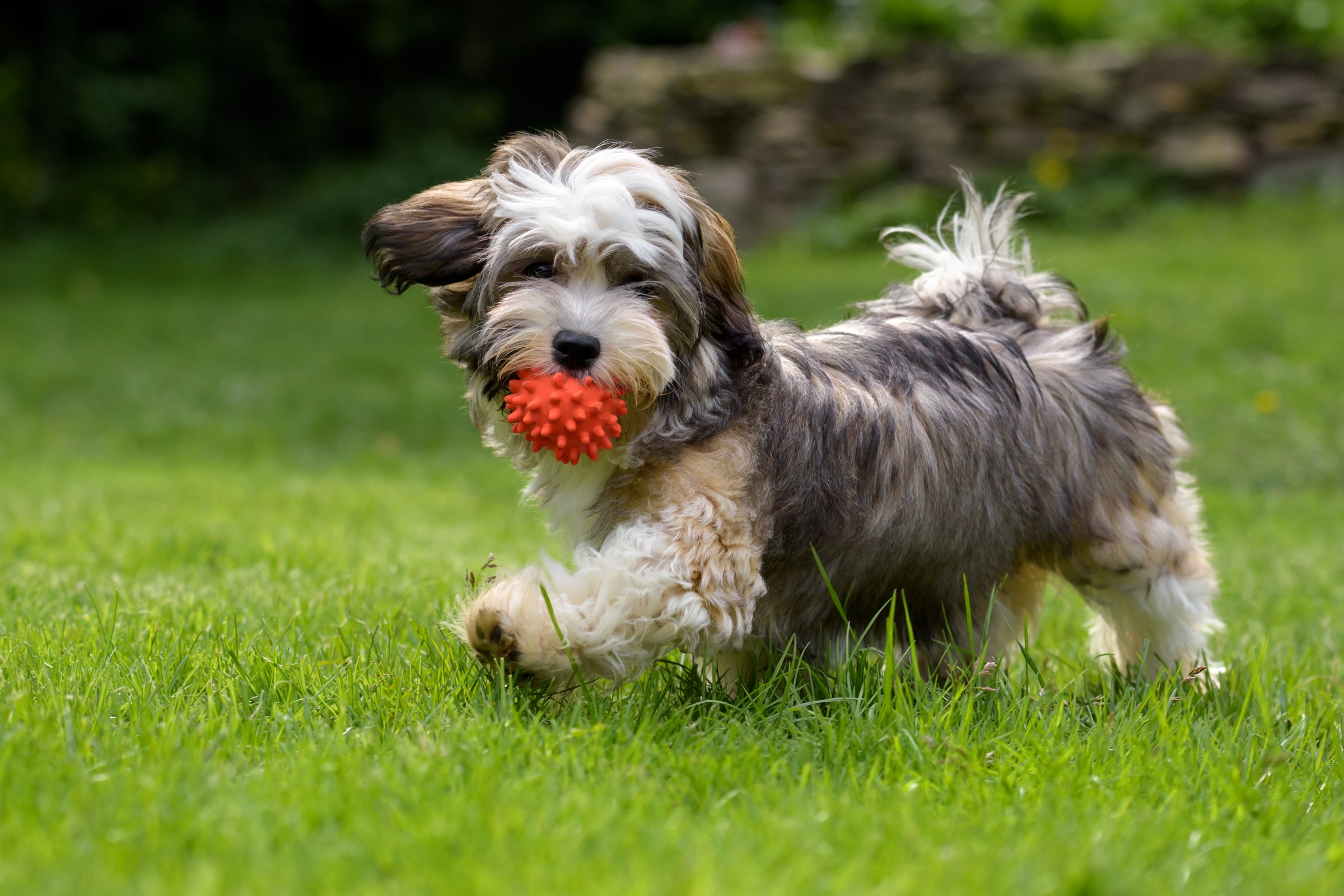 havanese kölyök labda