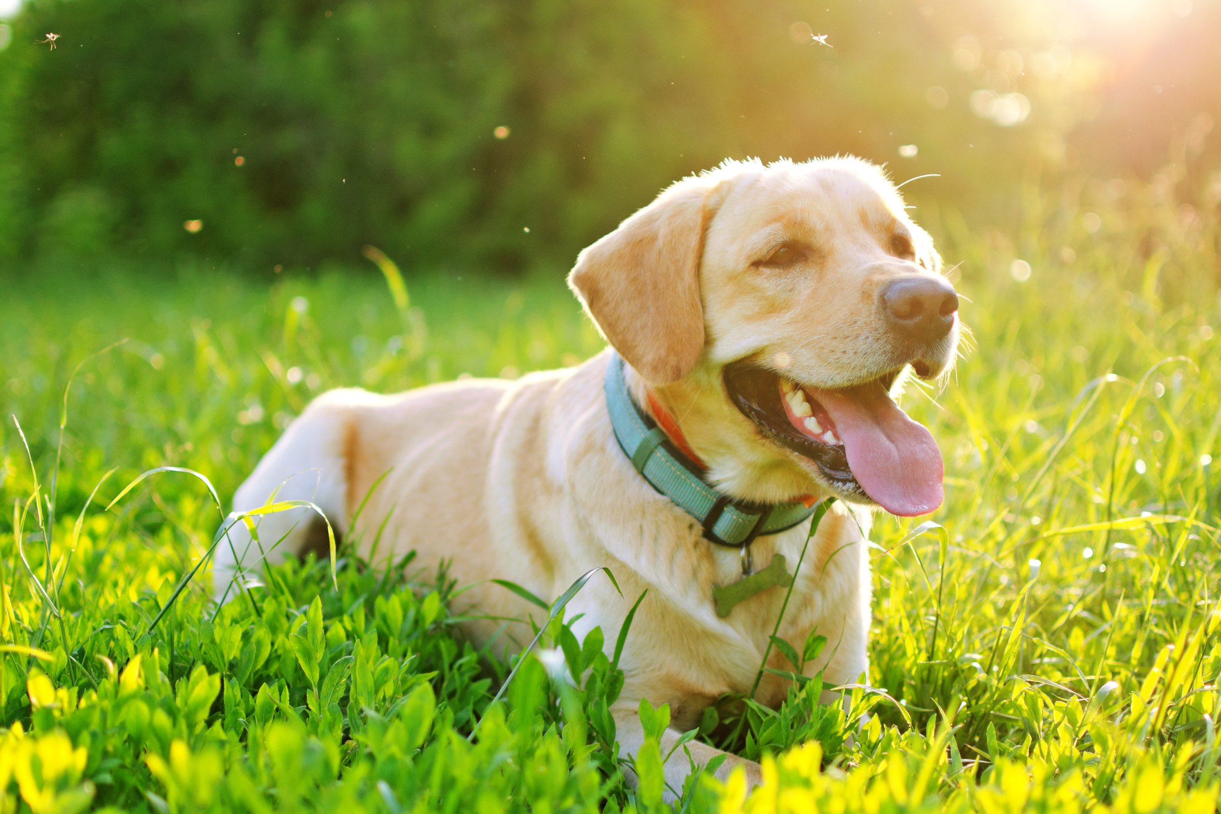 labrador nyár meleg mező természet liheg szúnyogok bogarak tavasz