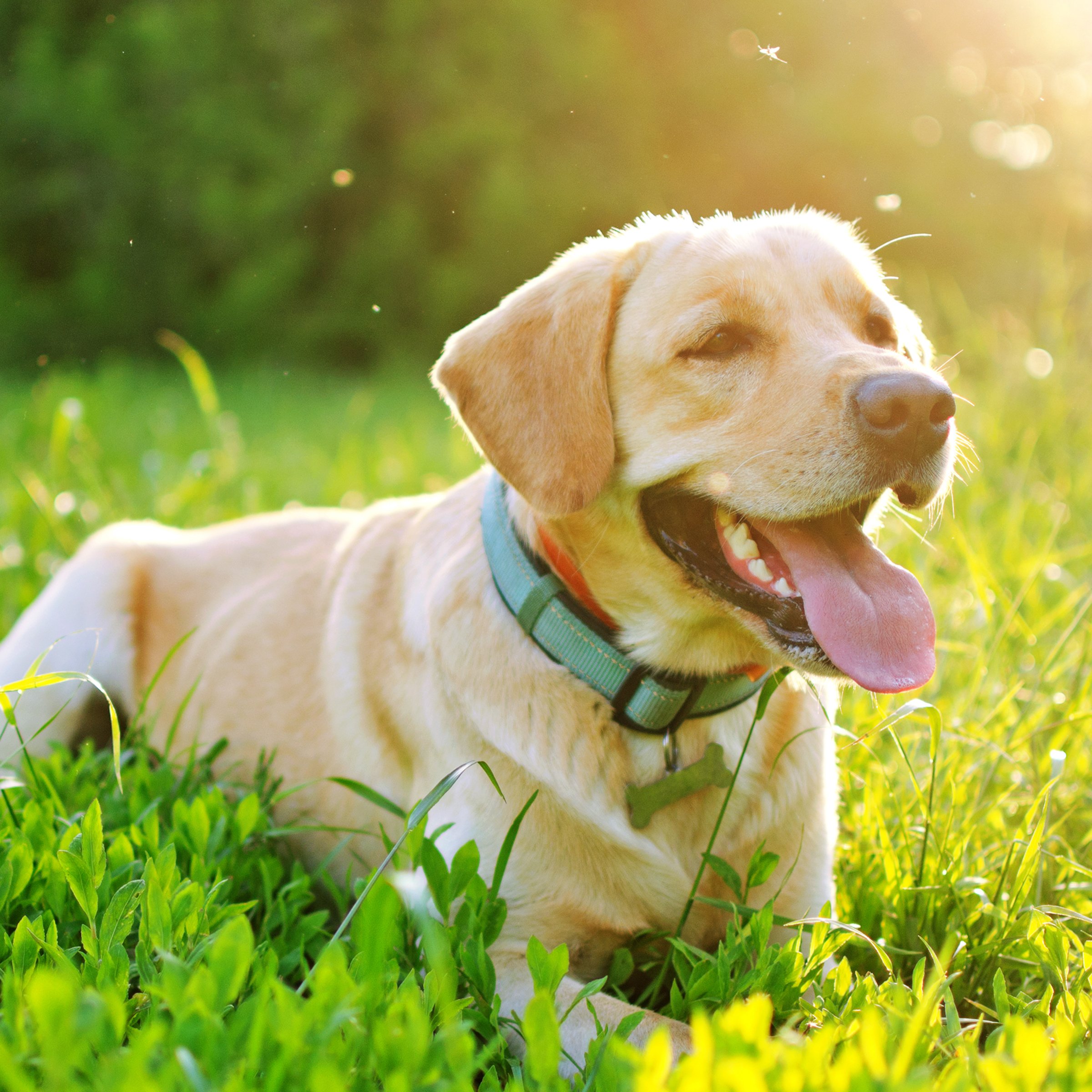 labrador nyár meleg mező természet liheg szúnyogok bogarak tavasz