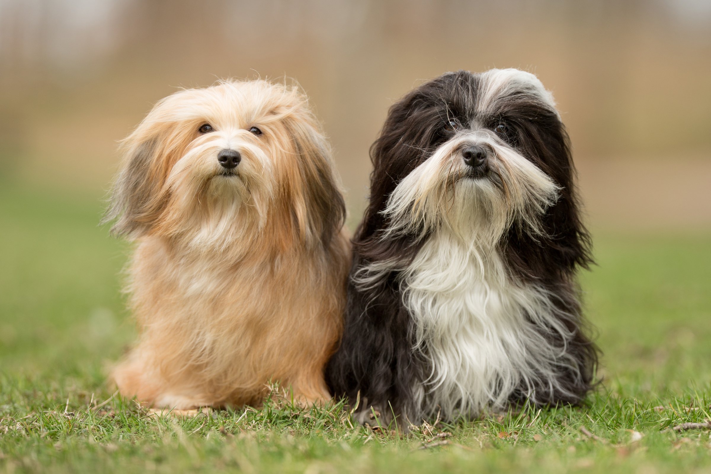 két havanese