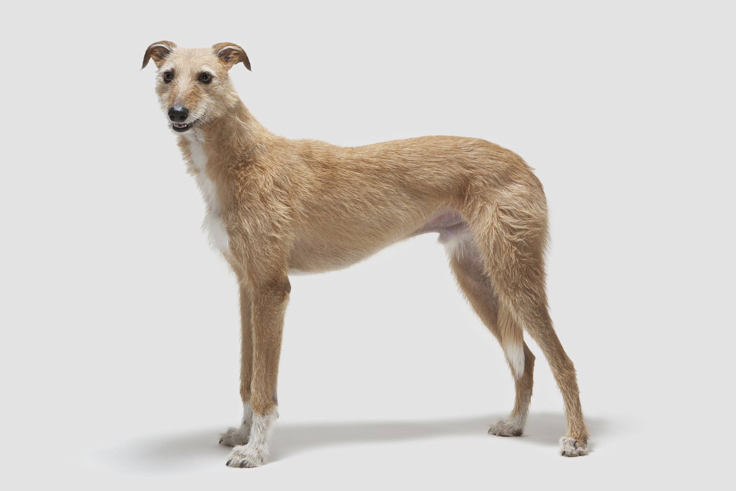 lurcher