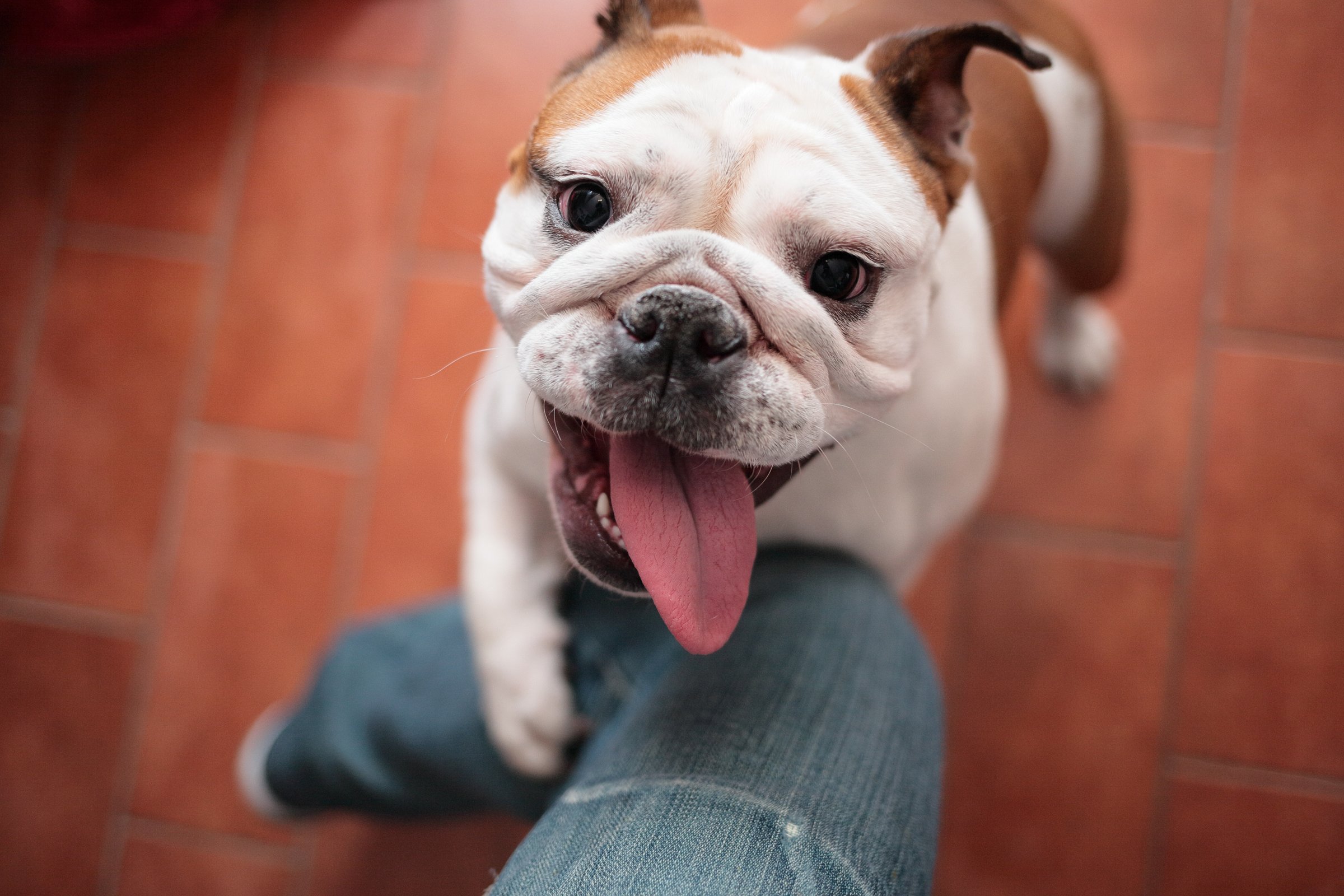 angol bulldog láb