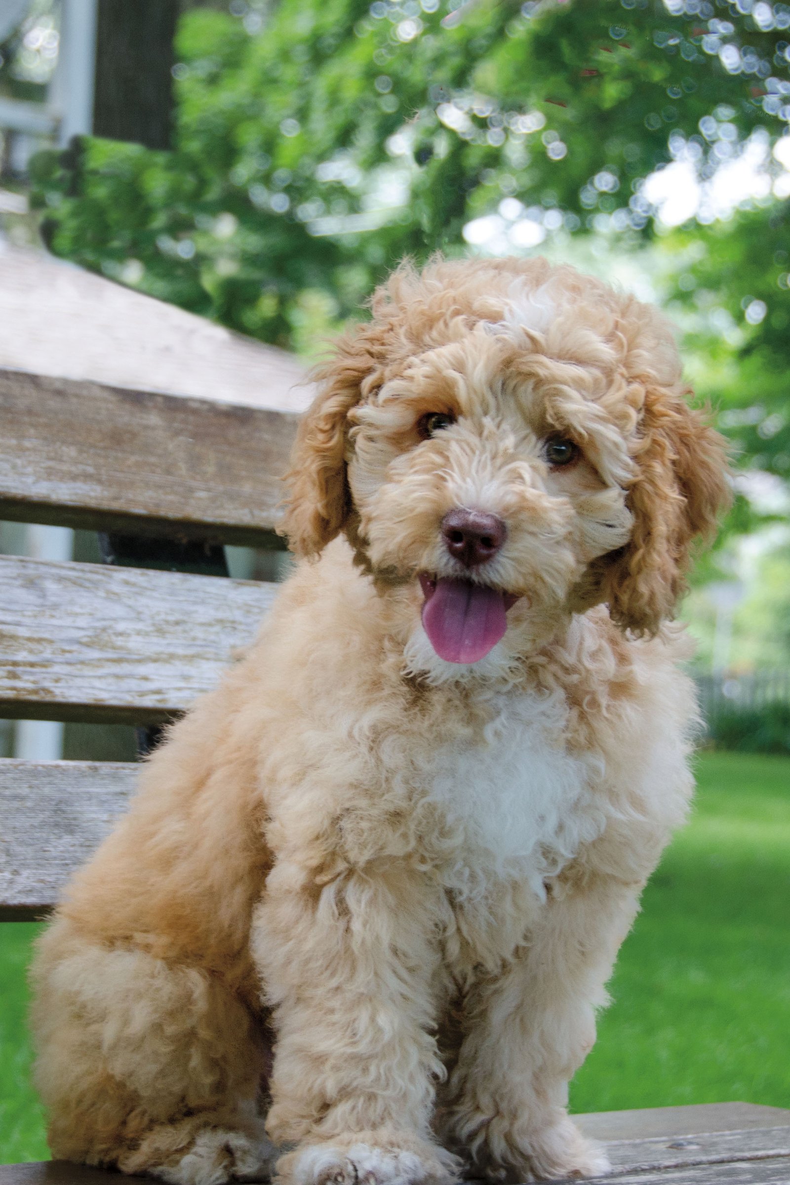 labradoodle kölyök