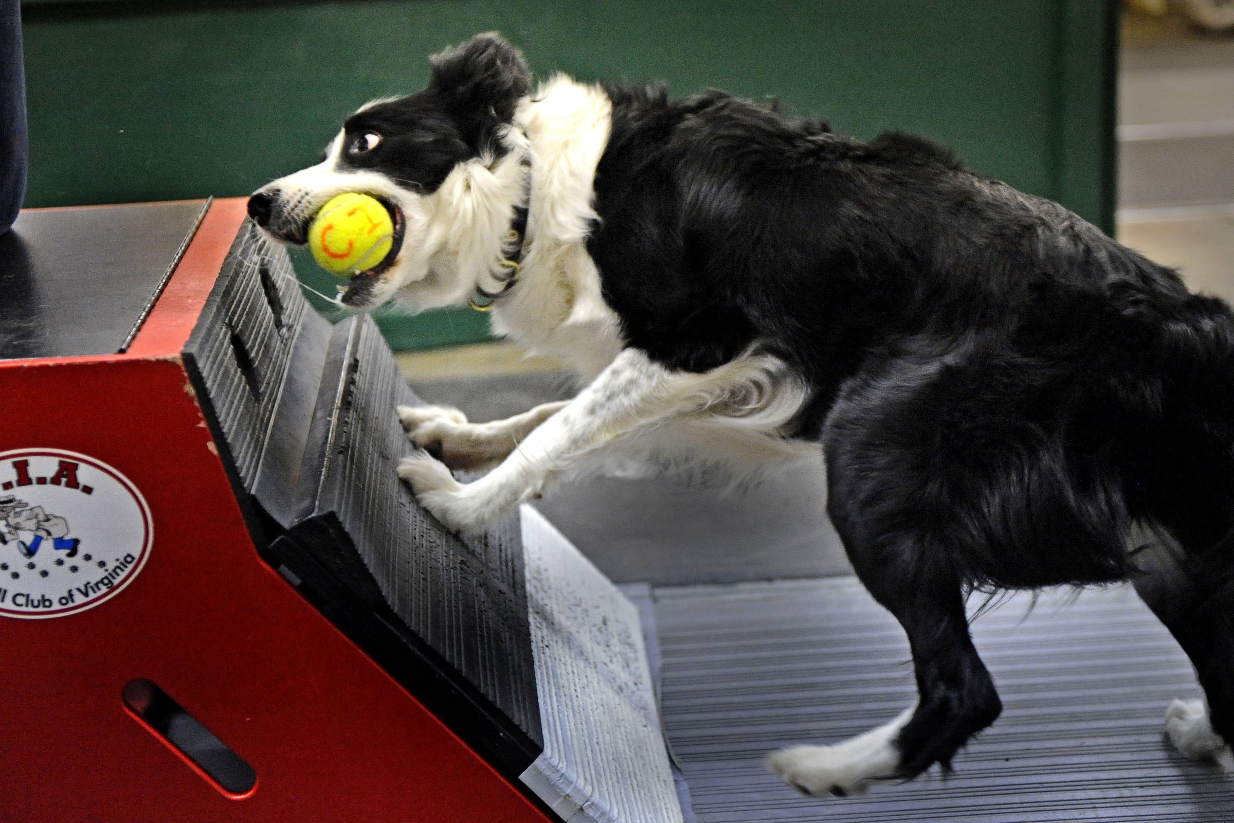 flyball gép